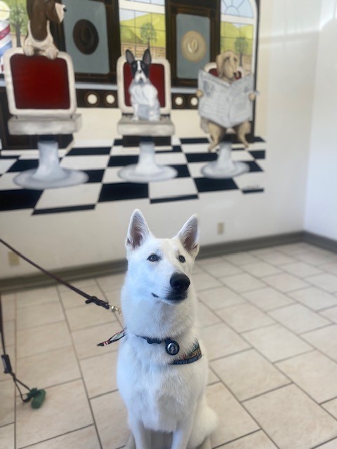 The Dawg House Carmel Valley