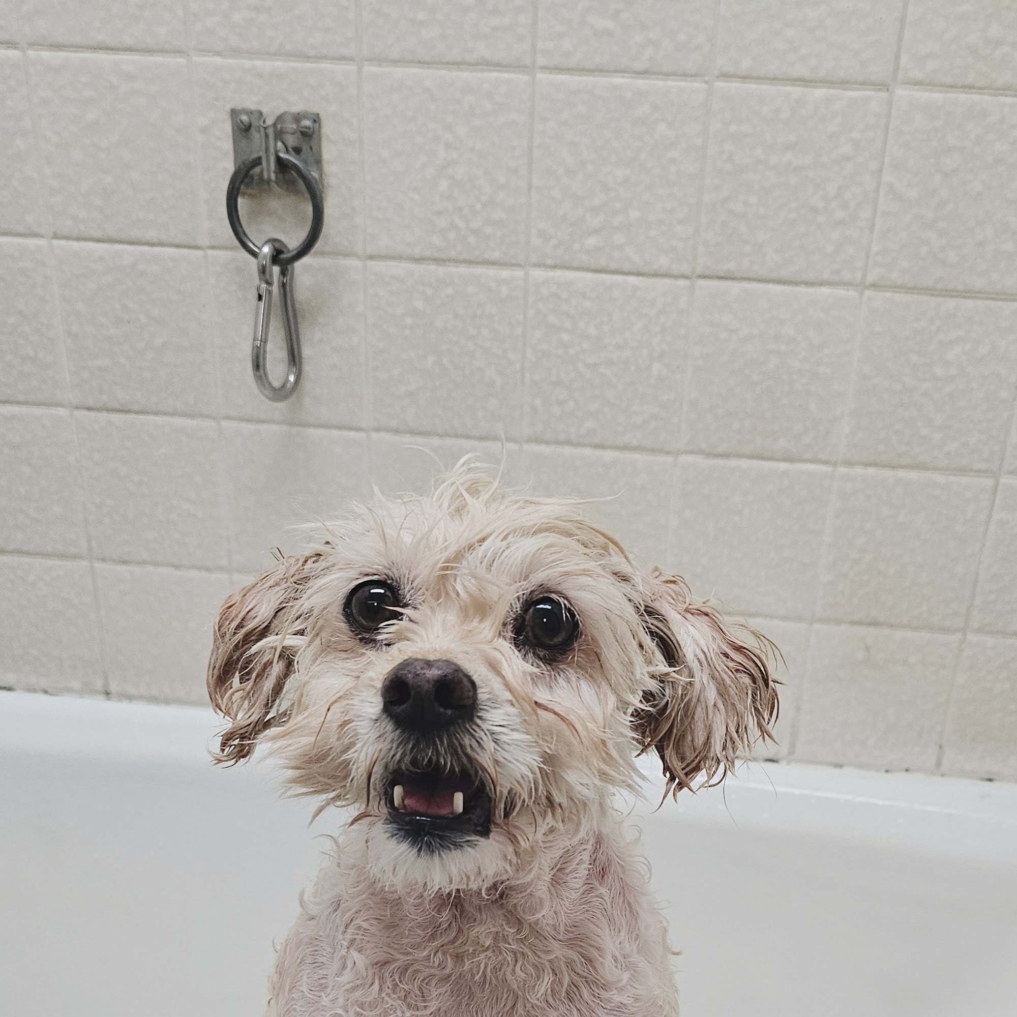 Reagor Pet Hospital Carmichael