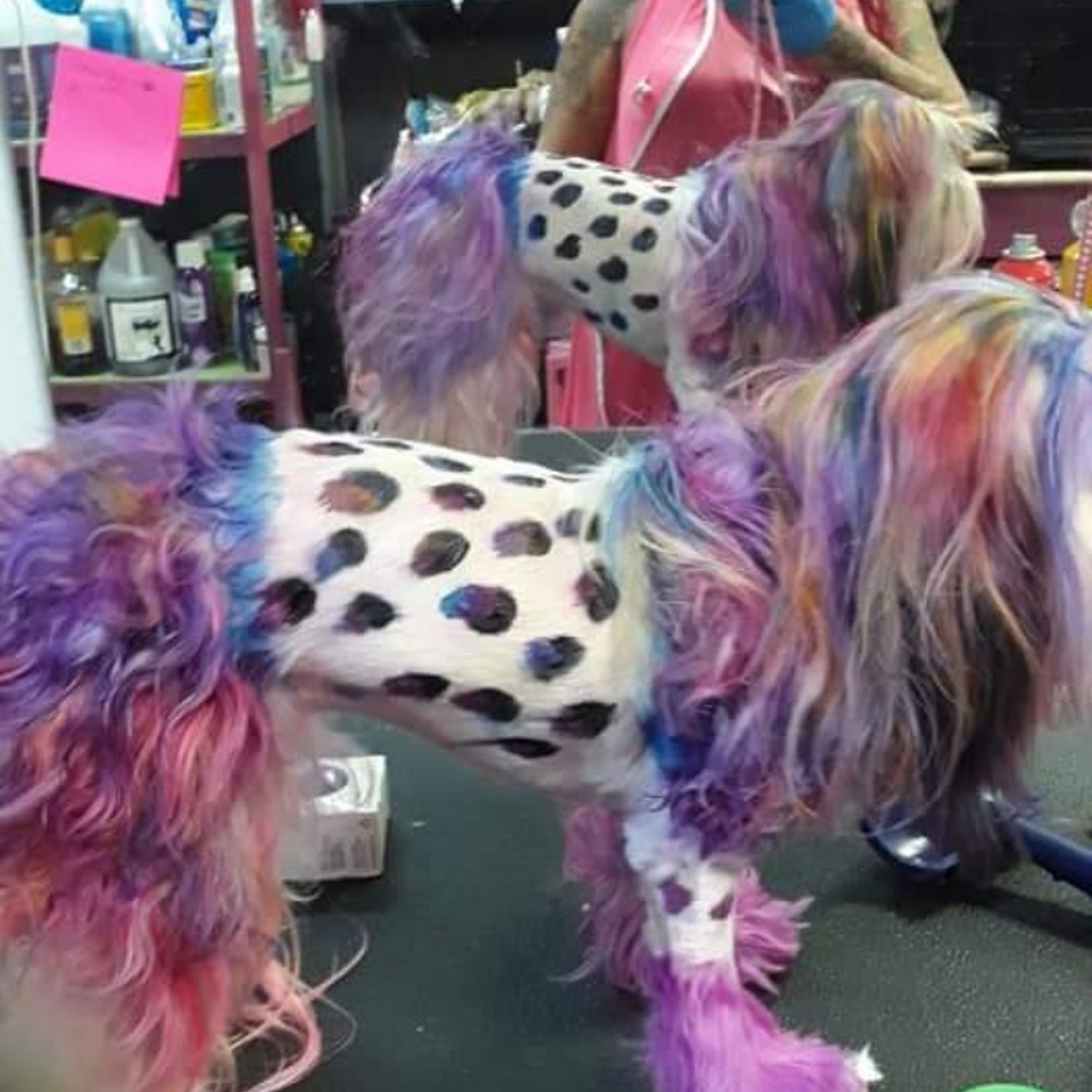 Dawn’s Pet Palace Carmichael