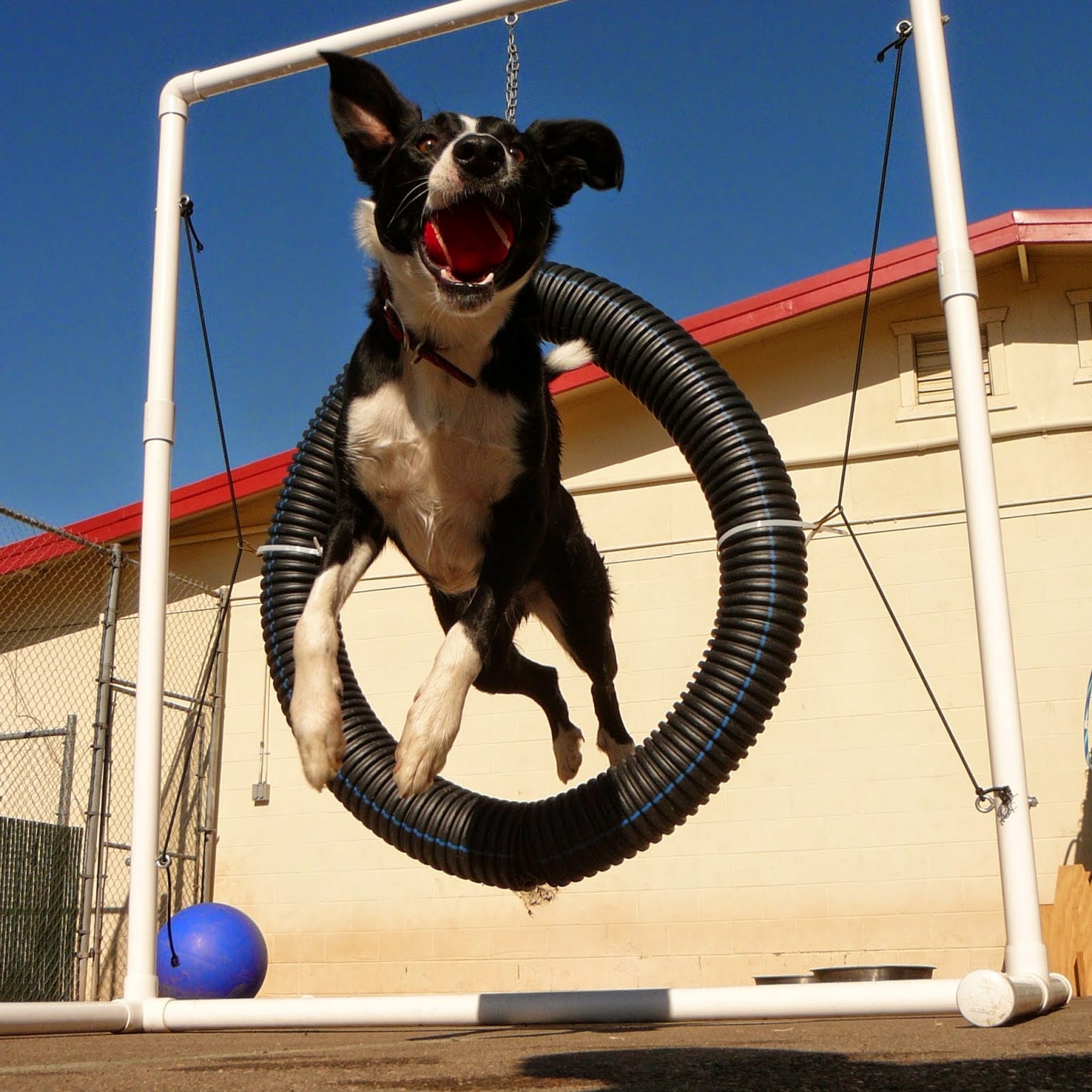 Best Friends Pet Hotel Carmichael