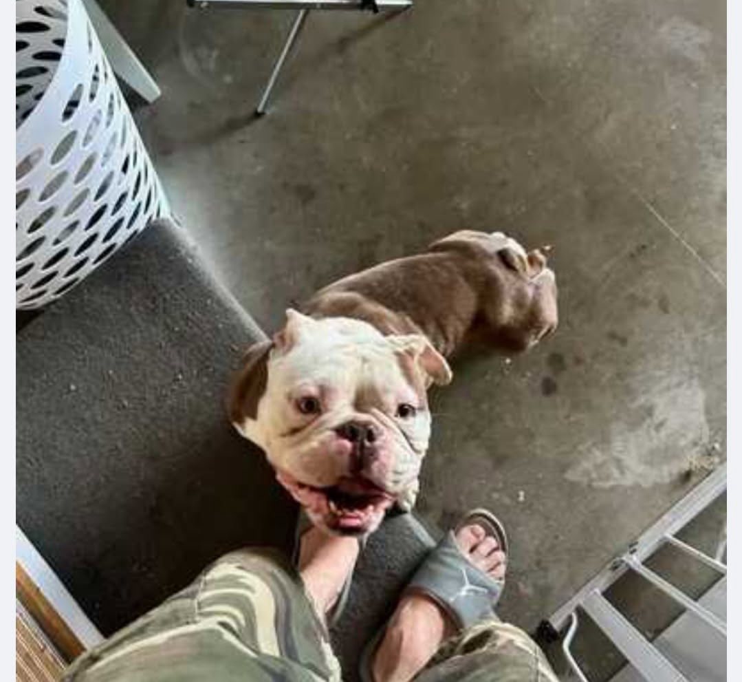 The Sunflower Pet Salon Carmichael