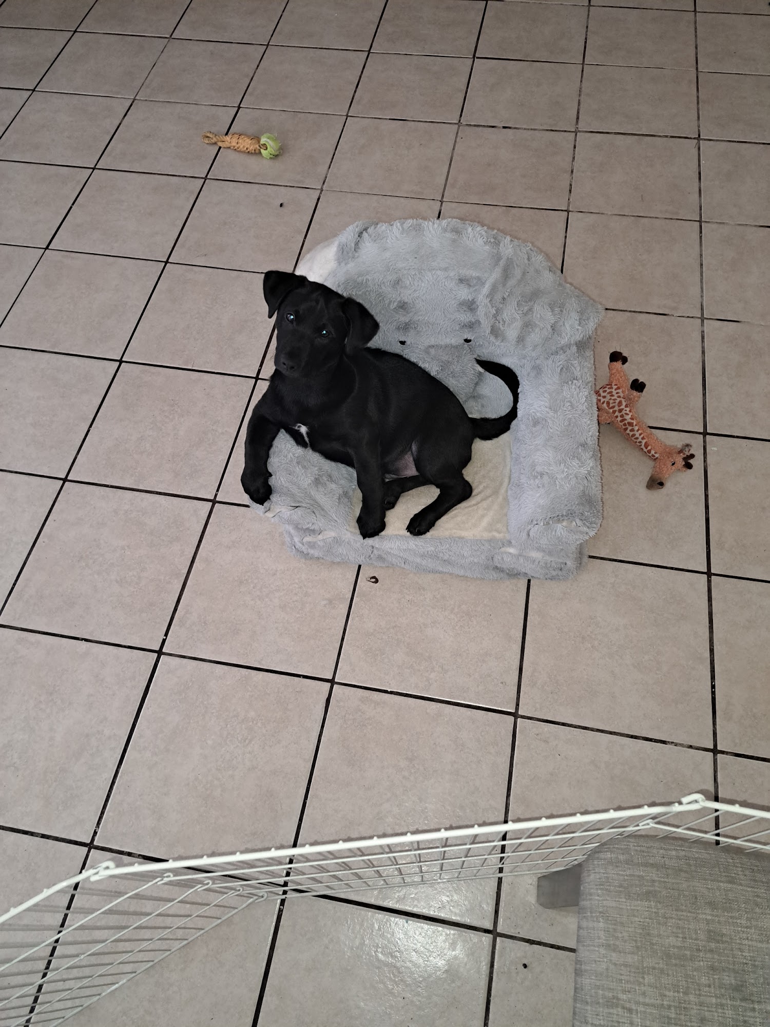 Special Touch Pet Grooming Carmichael