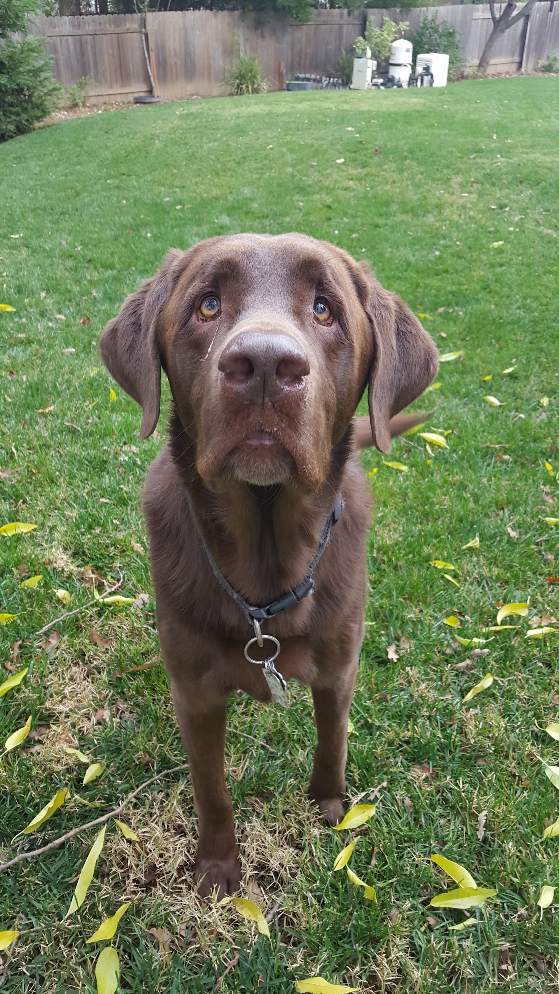 The Scoop Pet Waste Management Carmichael