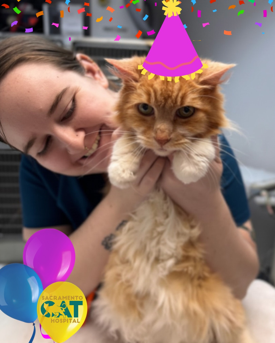 Sacramento Cat Hospital Carmichael