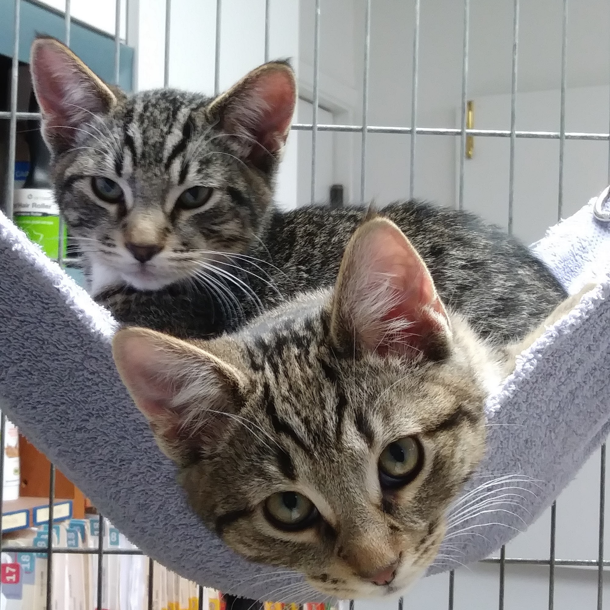 Sacramento Cat Hospital Carmichael