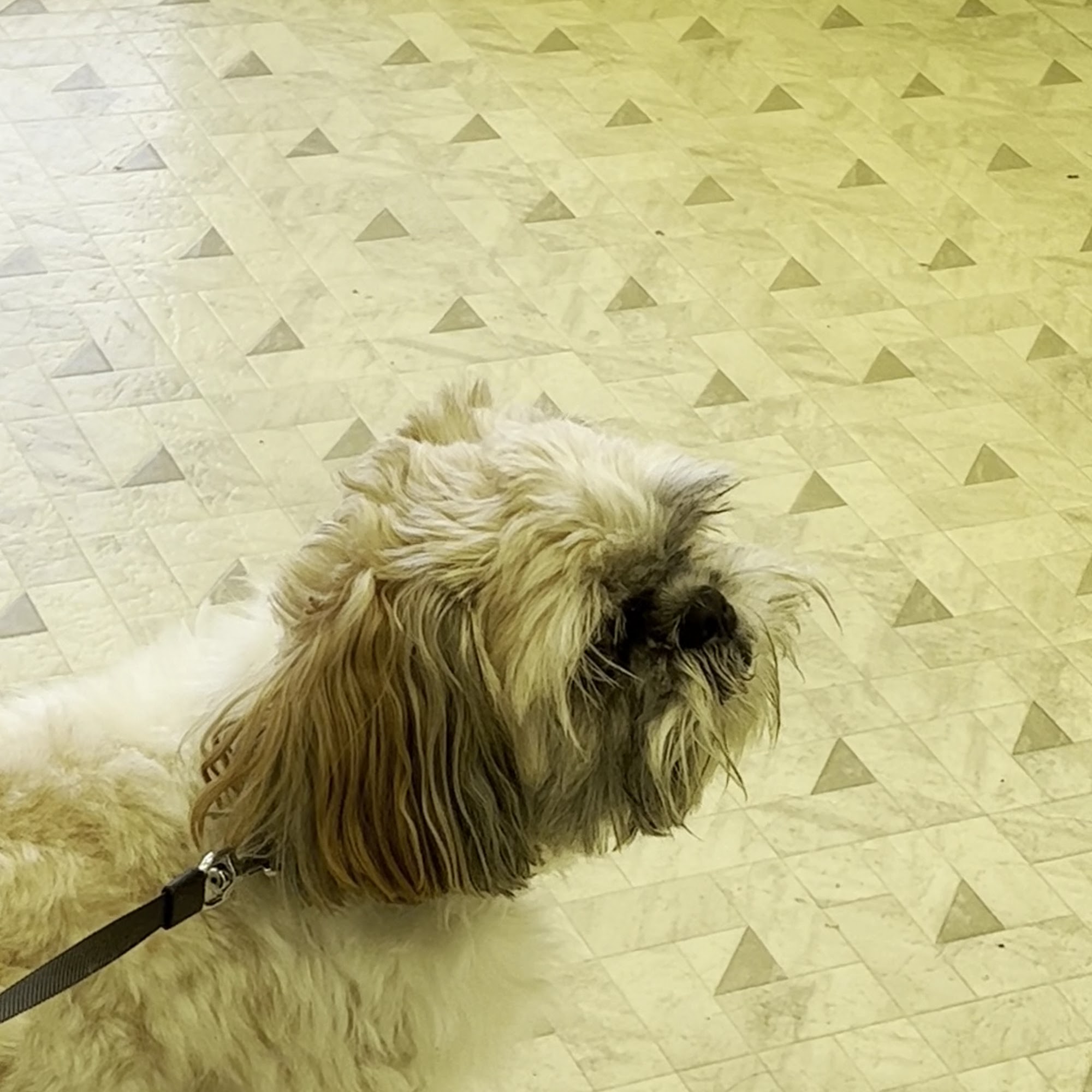 Animal Medical Clinic Carpinteria