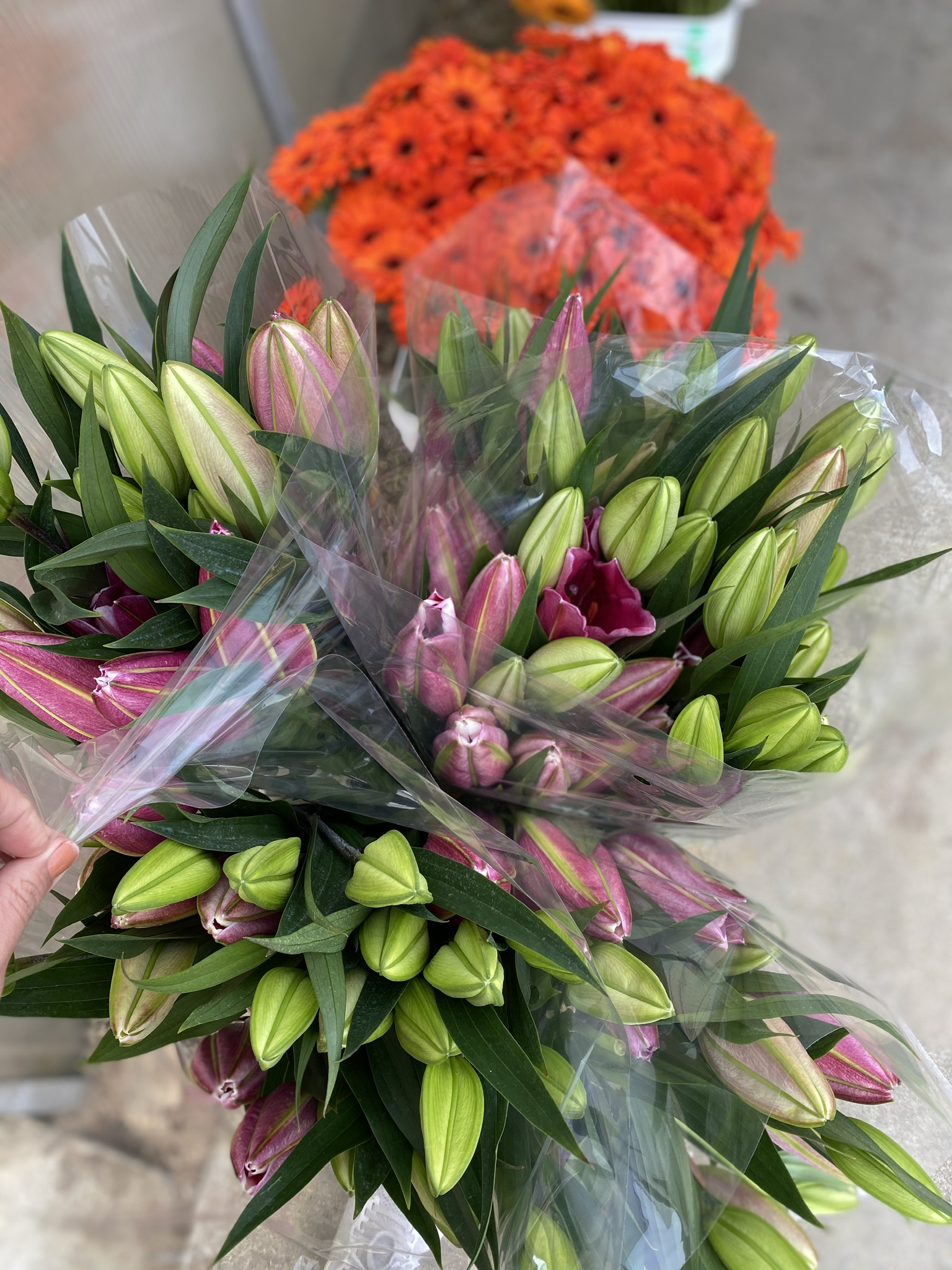 Ocean Breeze International