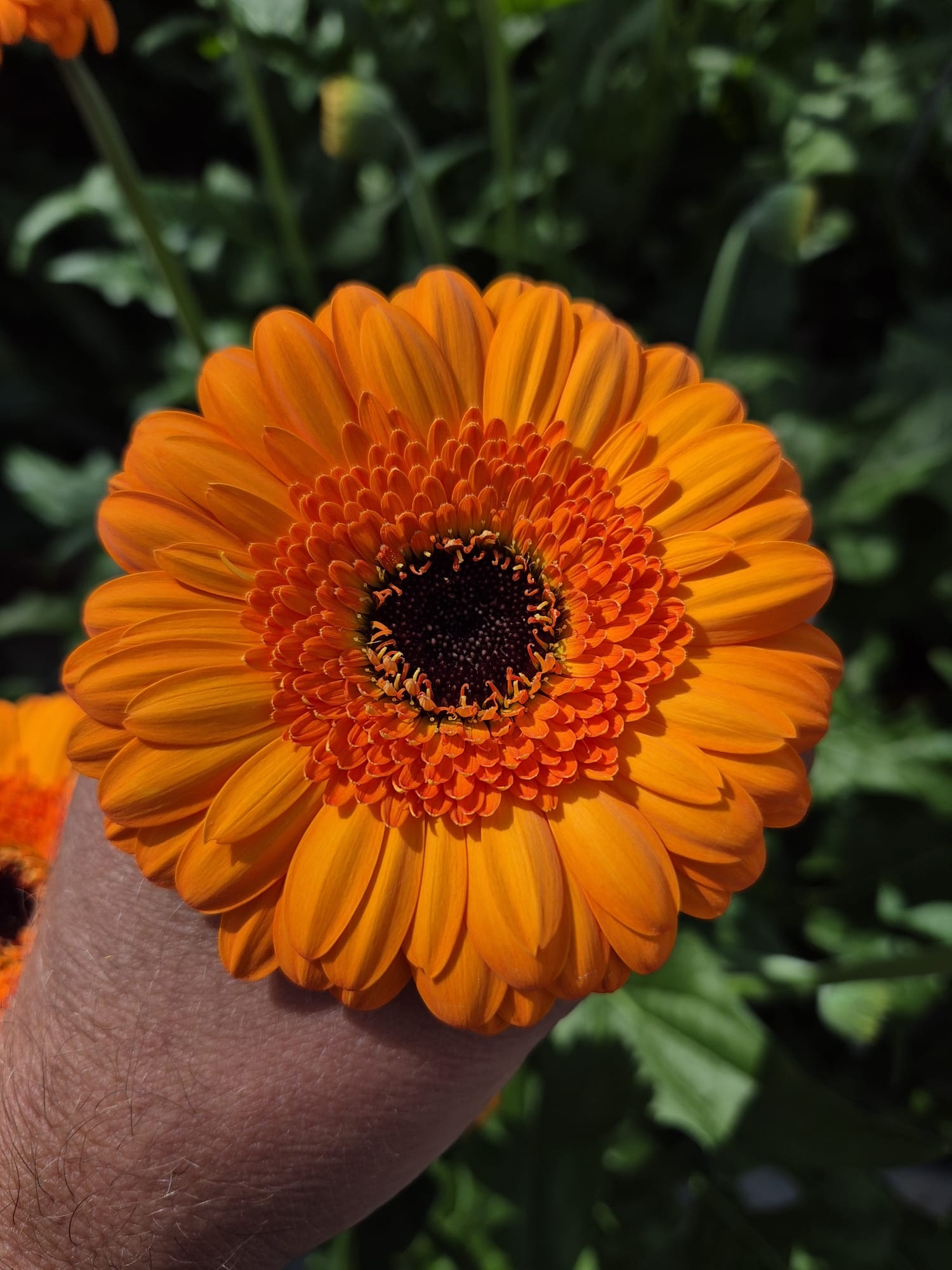 Ocean Breeze International