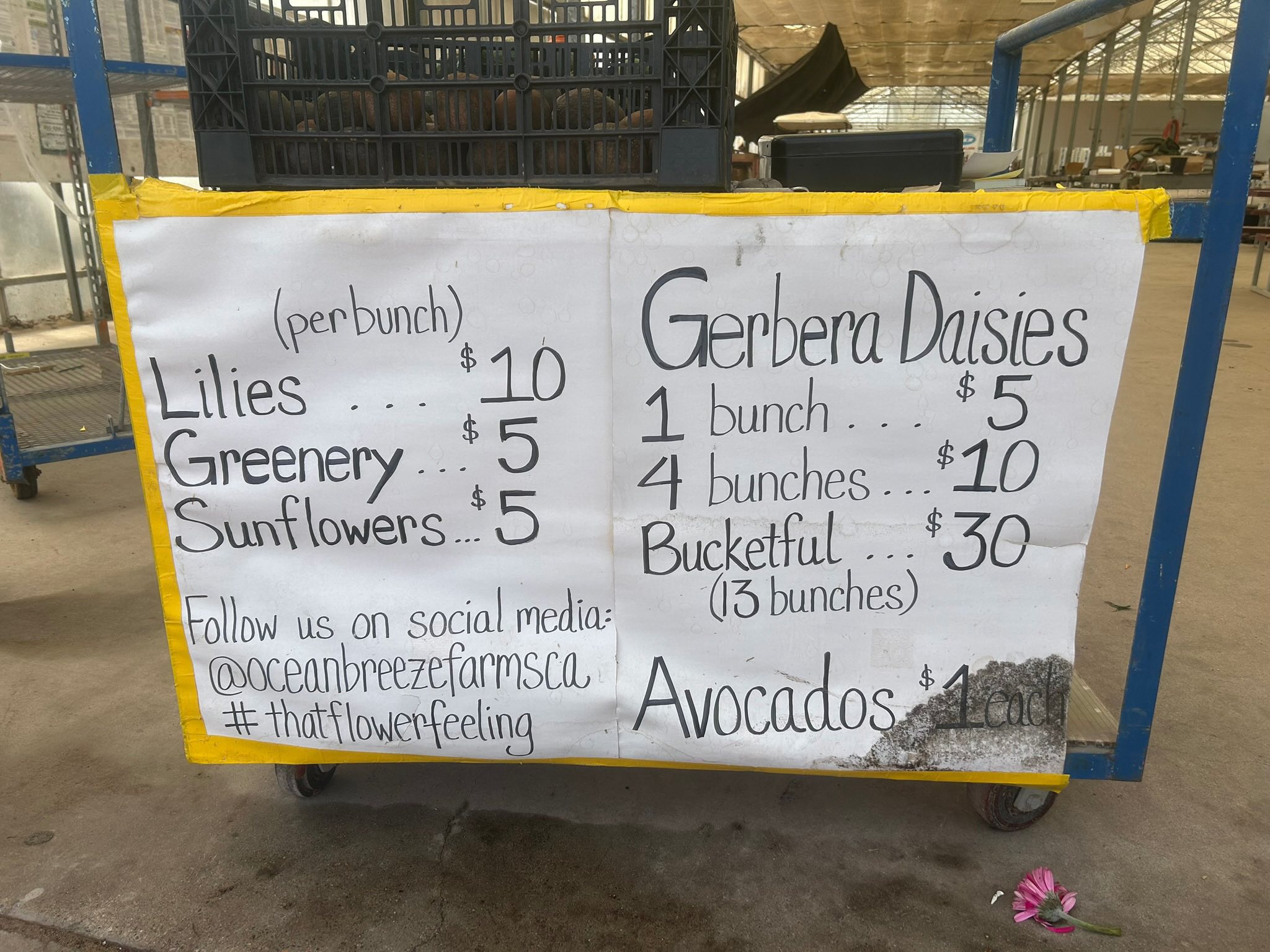 Ocean Breeze International