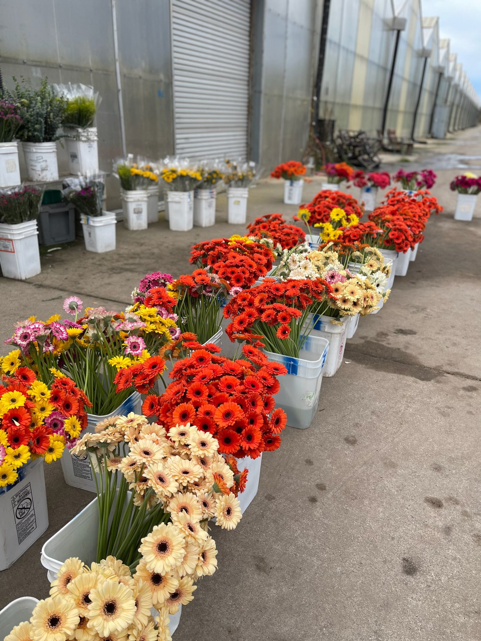 Ocean Breeze International