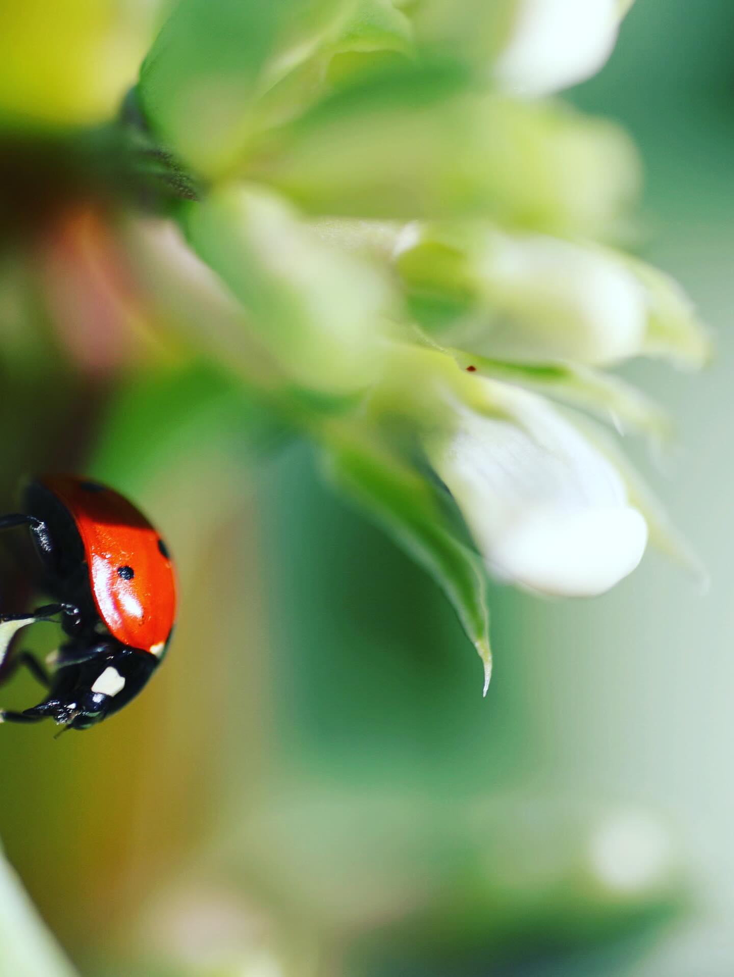 Frecker Farms Carpinteria