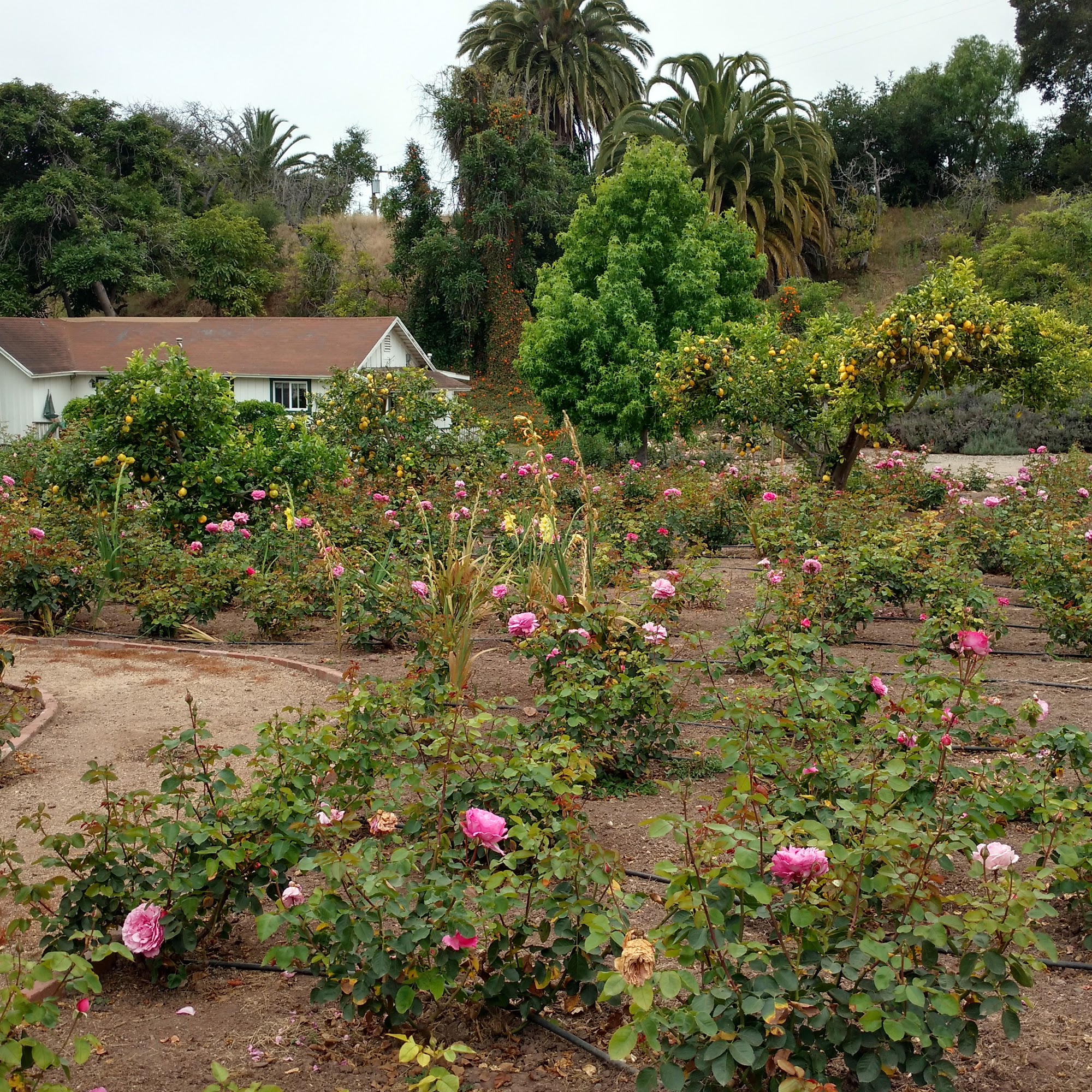 Rose Story Farm Carpinteria