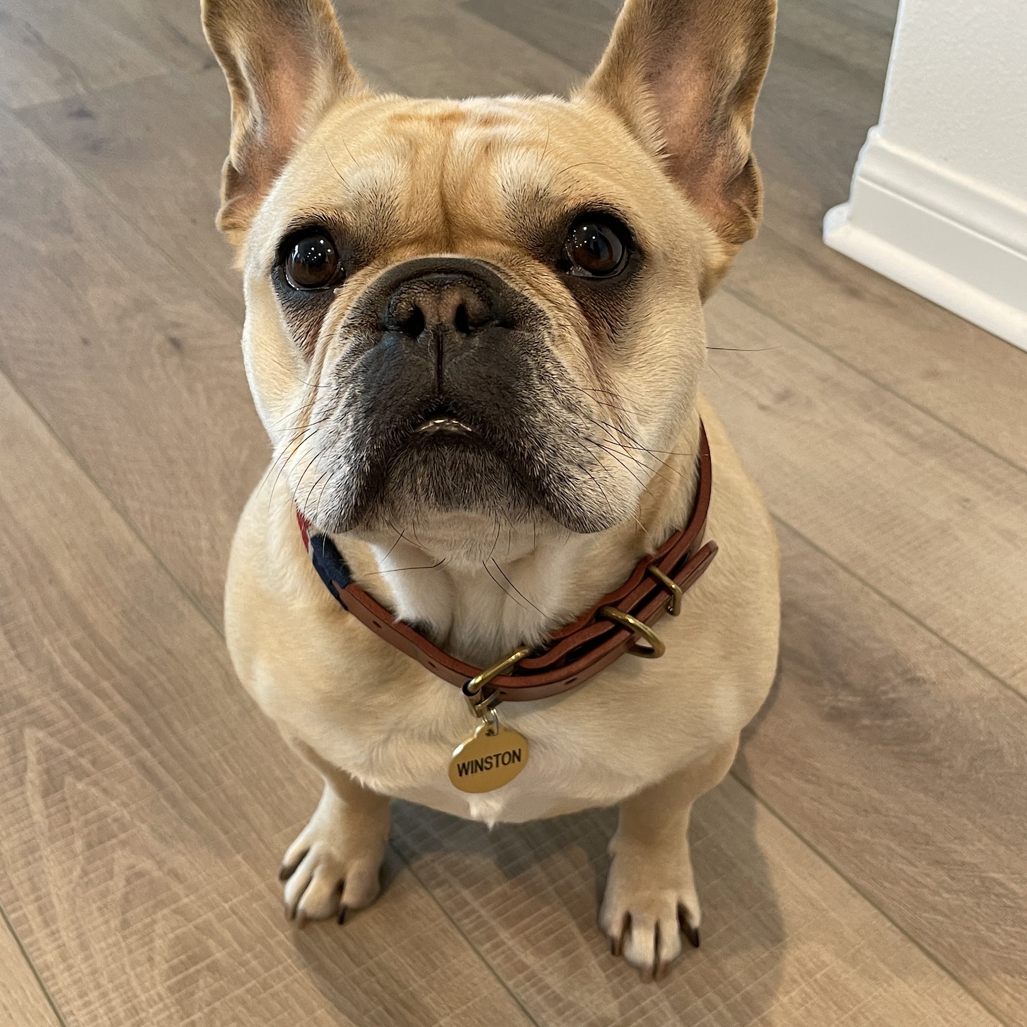 Castaic Animal Hospital Castaic