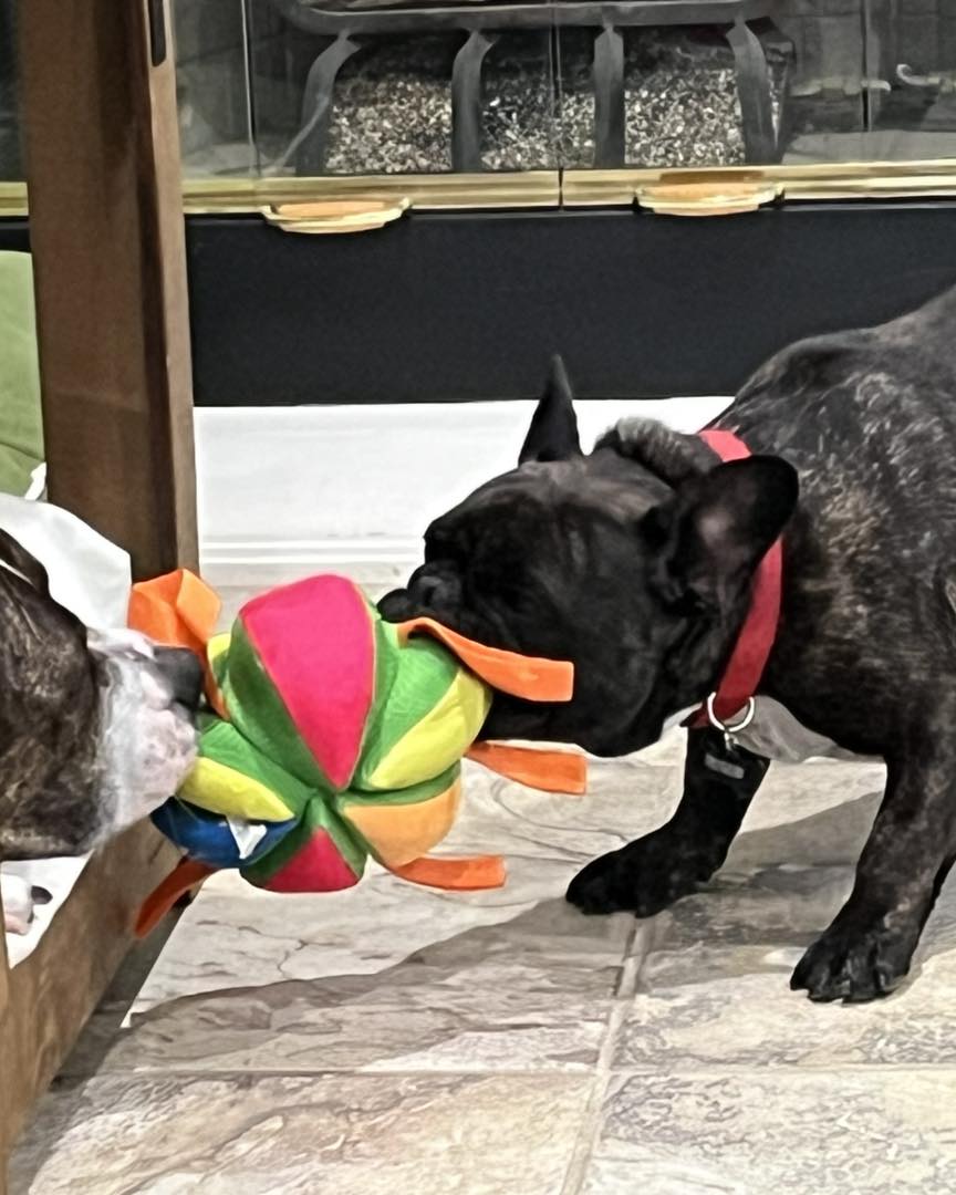 Bone 2B Wild Castaic