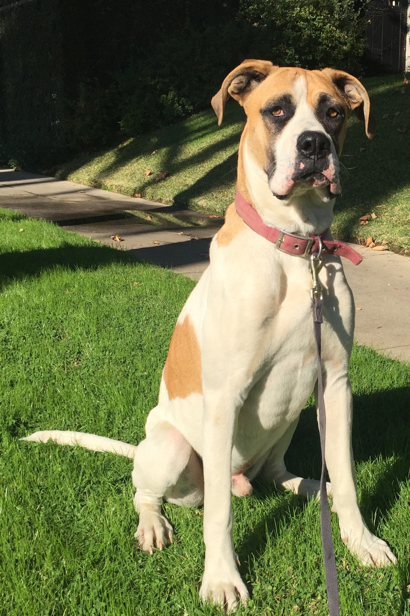 Studio Animal Services Castaic