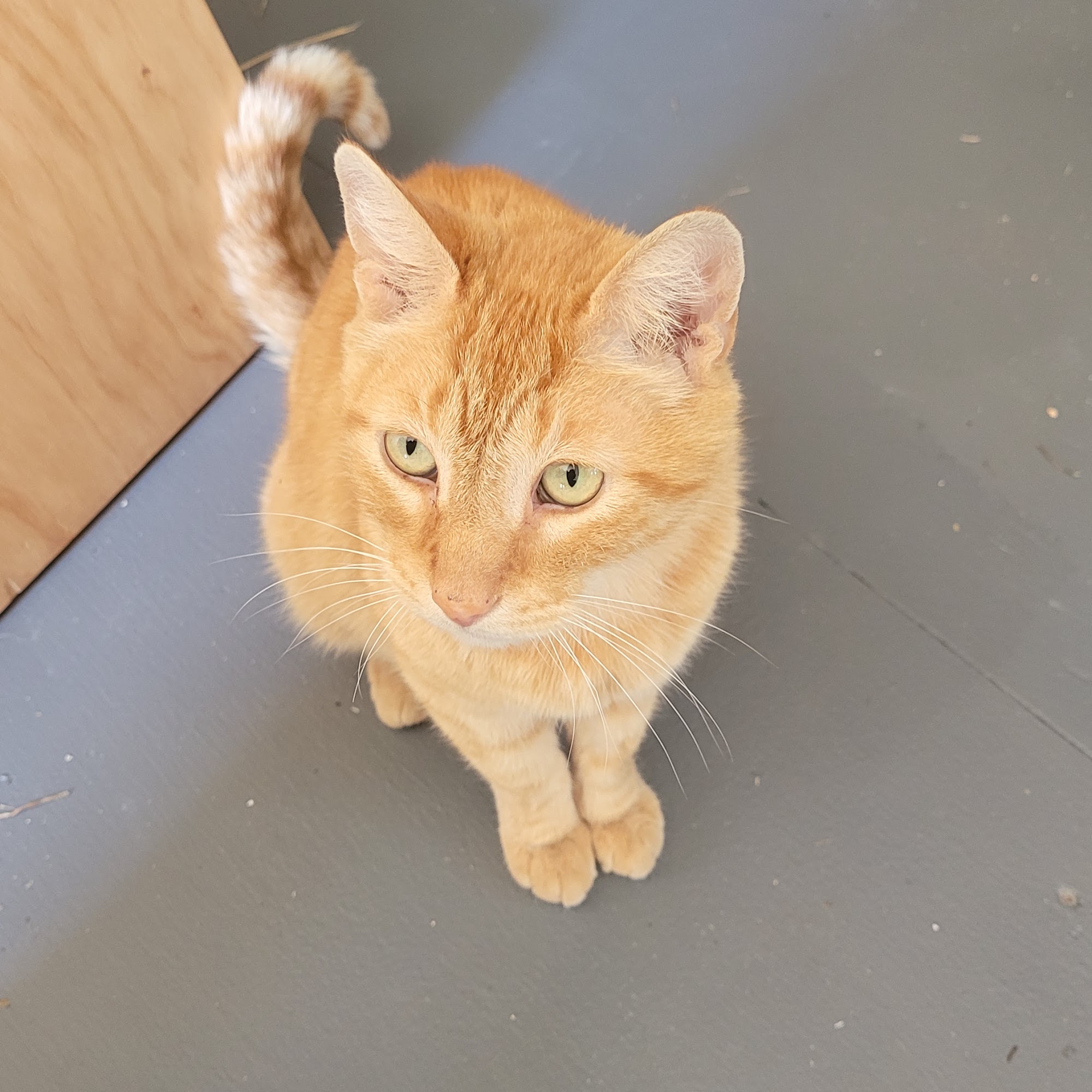 Eden Pet Hospital Castro Valley