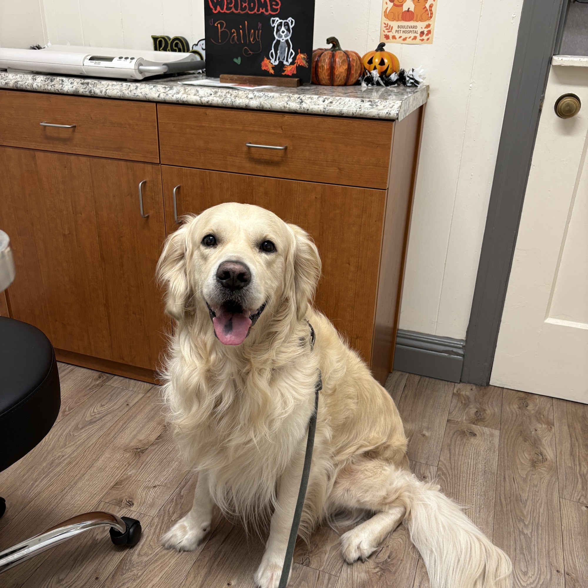 Boulevard Pet Hospital Castro Valley