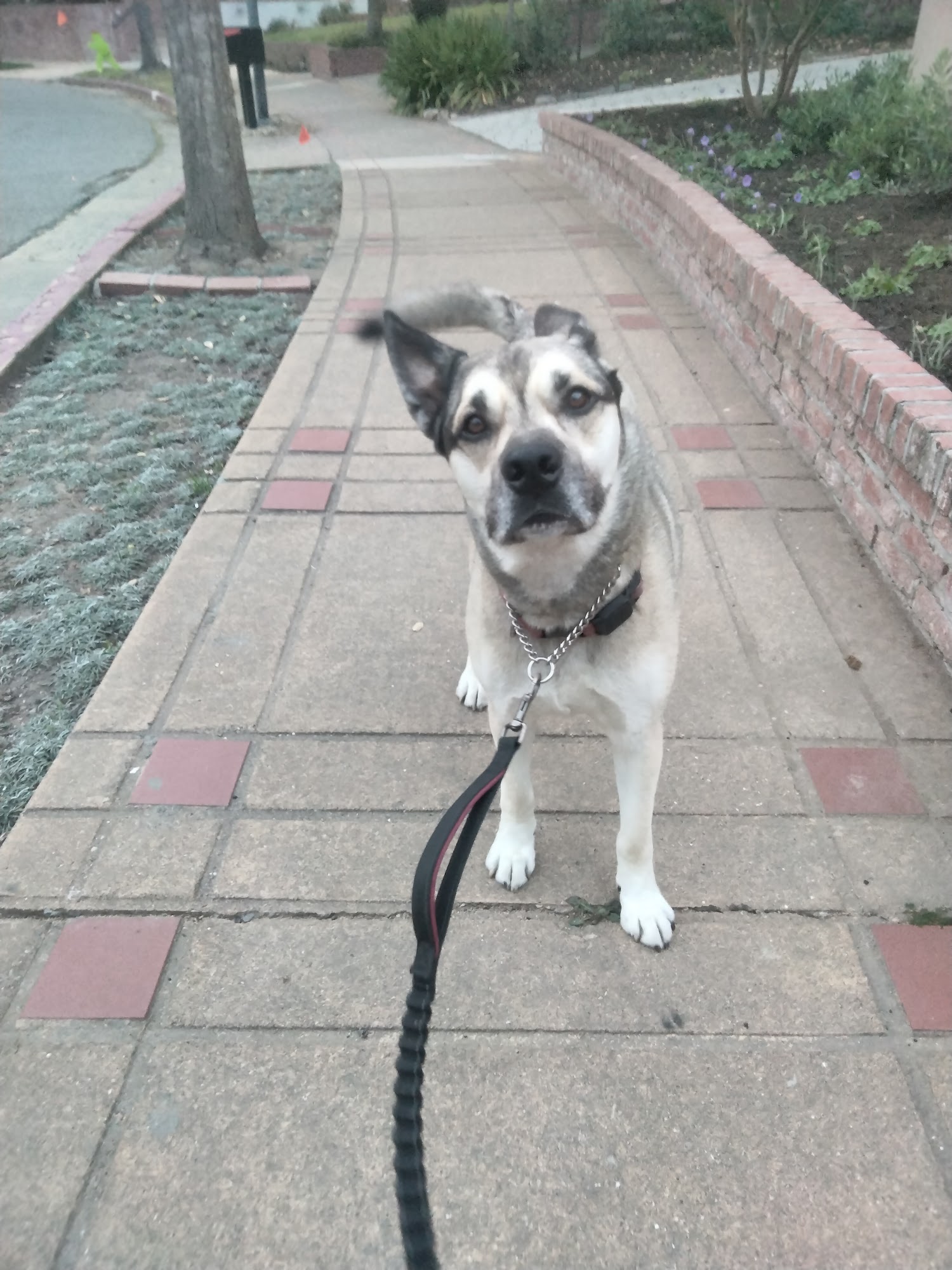 Hills Veterinary Hospital Castro Valley