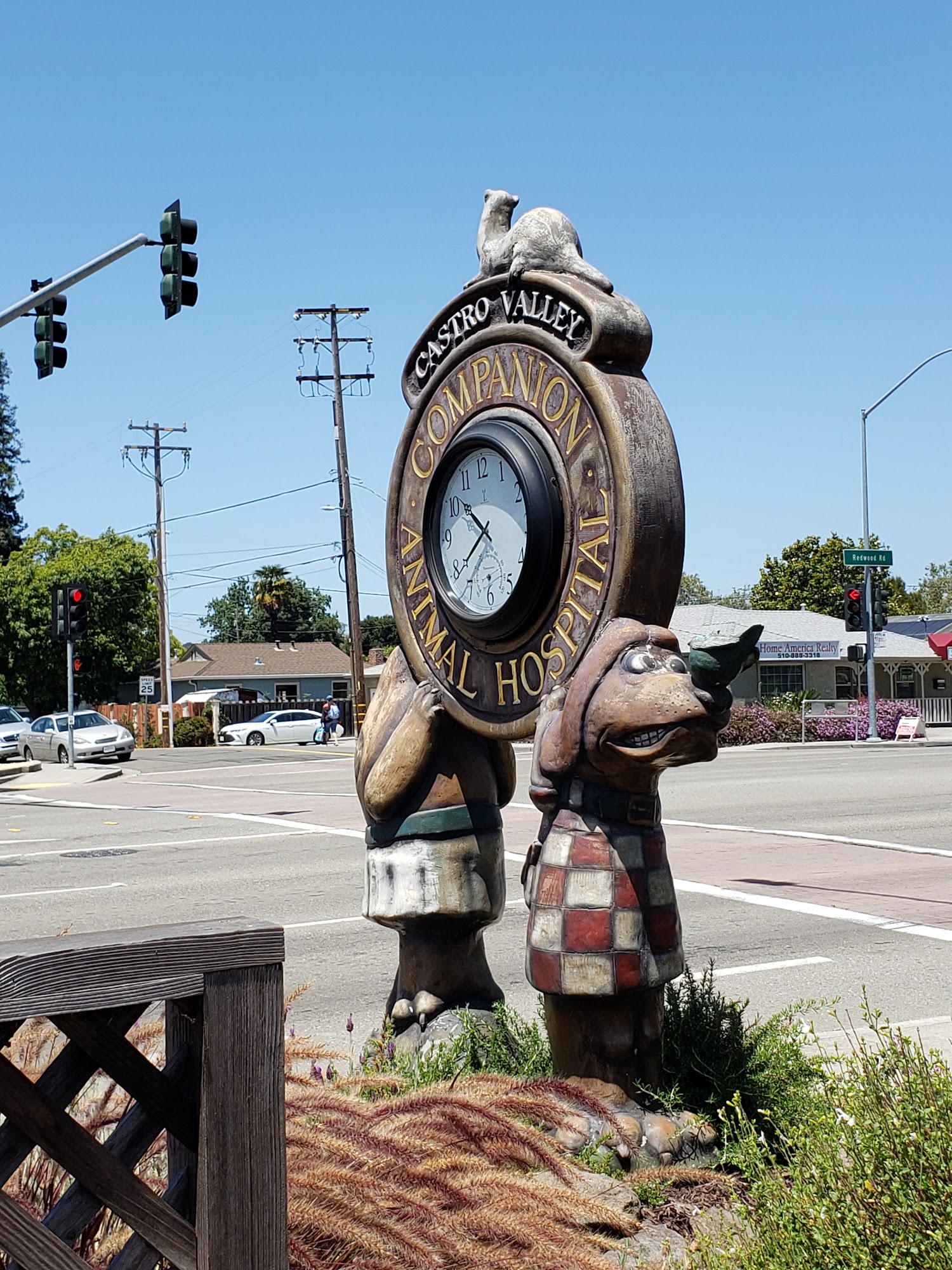 Castro Valley Companion Animal Hospital Castro Valley