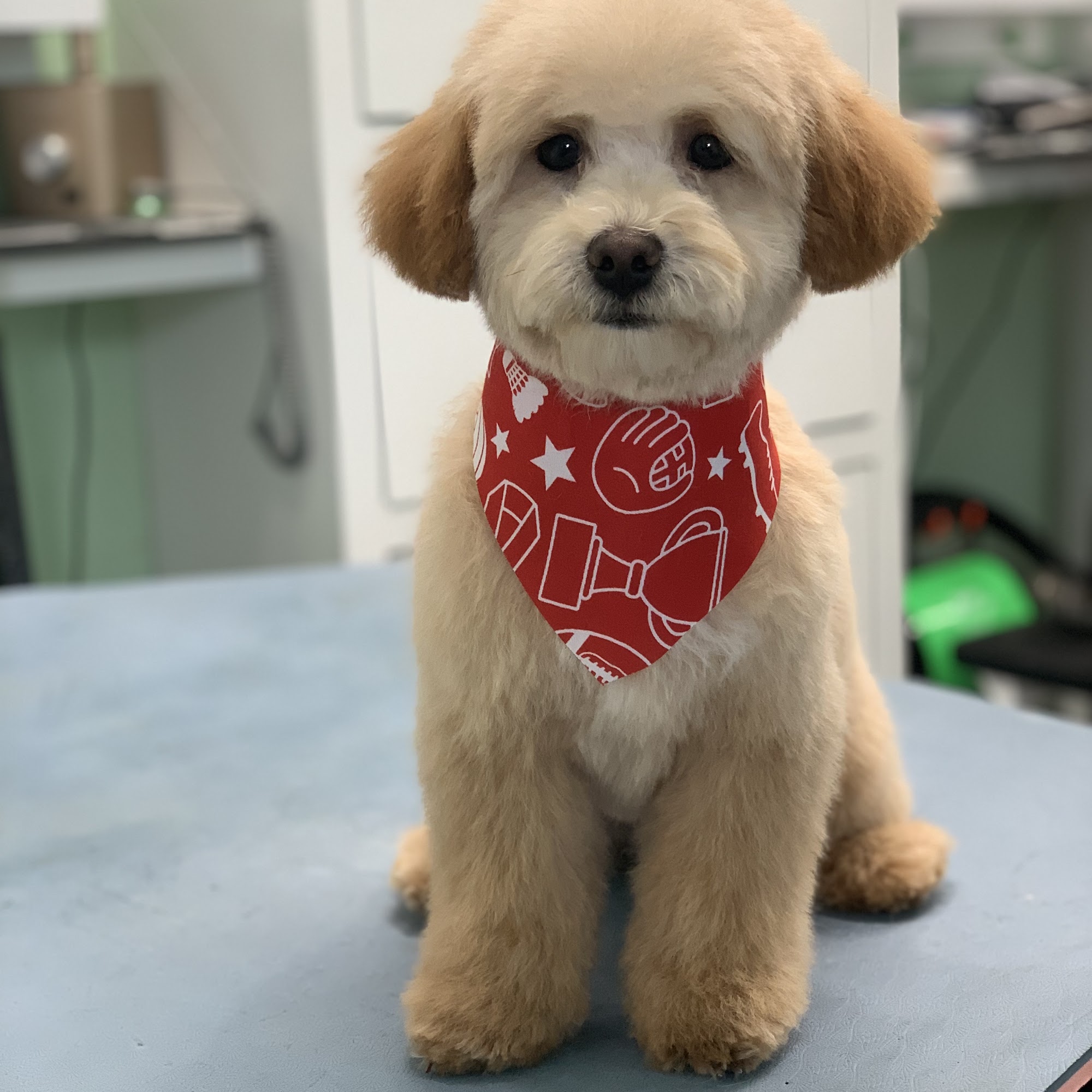 Classy Canine's Wiggle Rumps Castro Valley