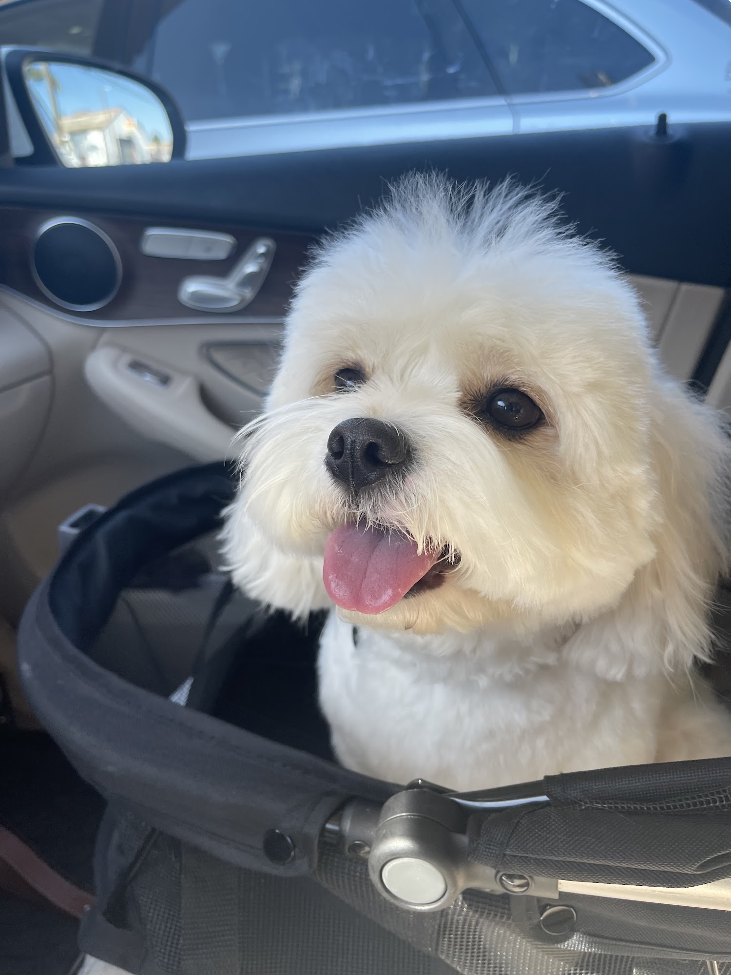 A Cut Above Grooming Salon Castro Valley