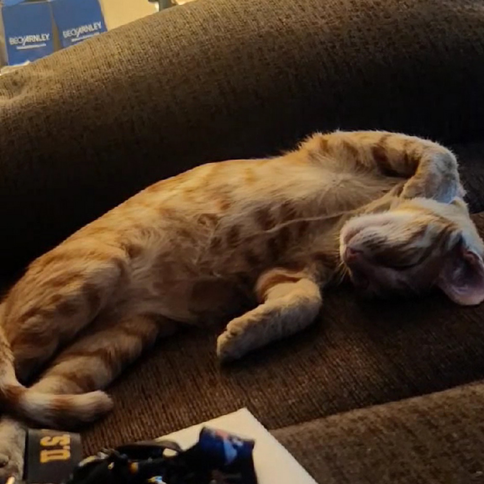 The Cat Clinic Cathedral City