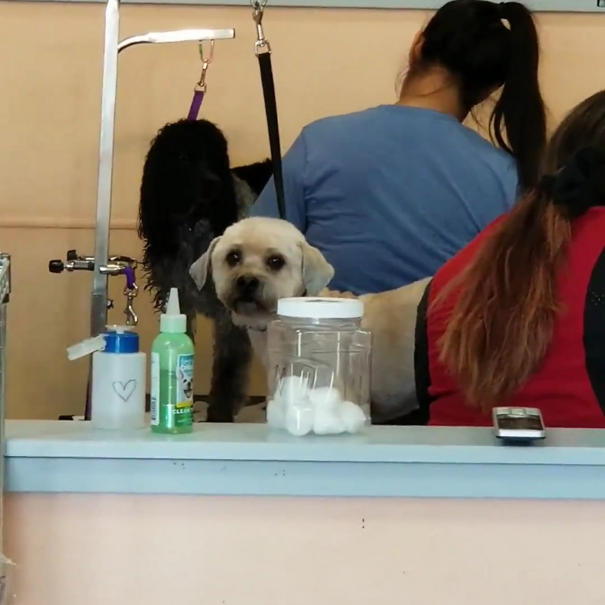 The Barking Lot Cathedral City