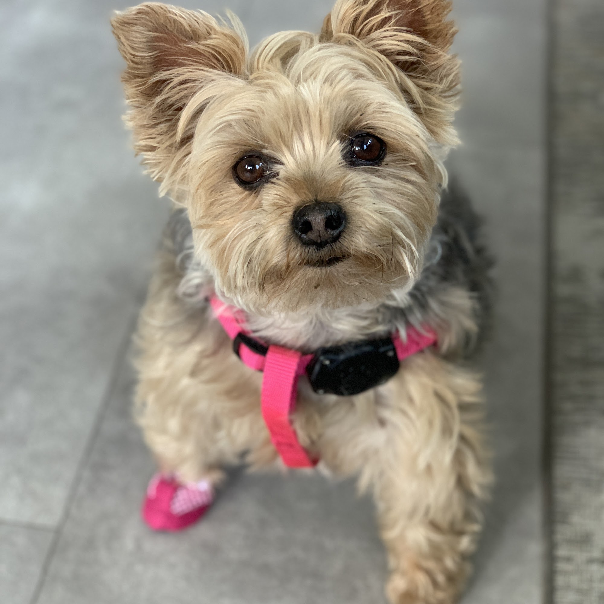 K-9 Clipper & Catamaran Cathedral City