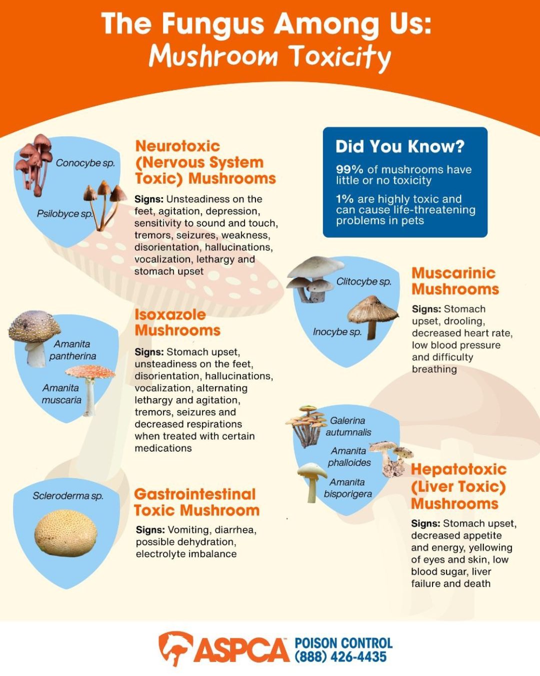 Ridgeline Veterinary Clinic Cathedral City