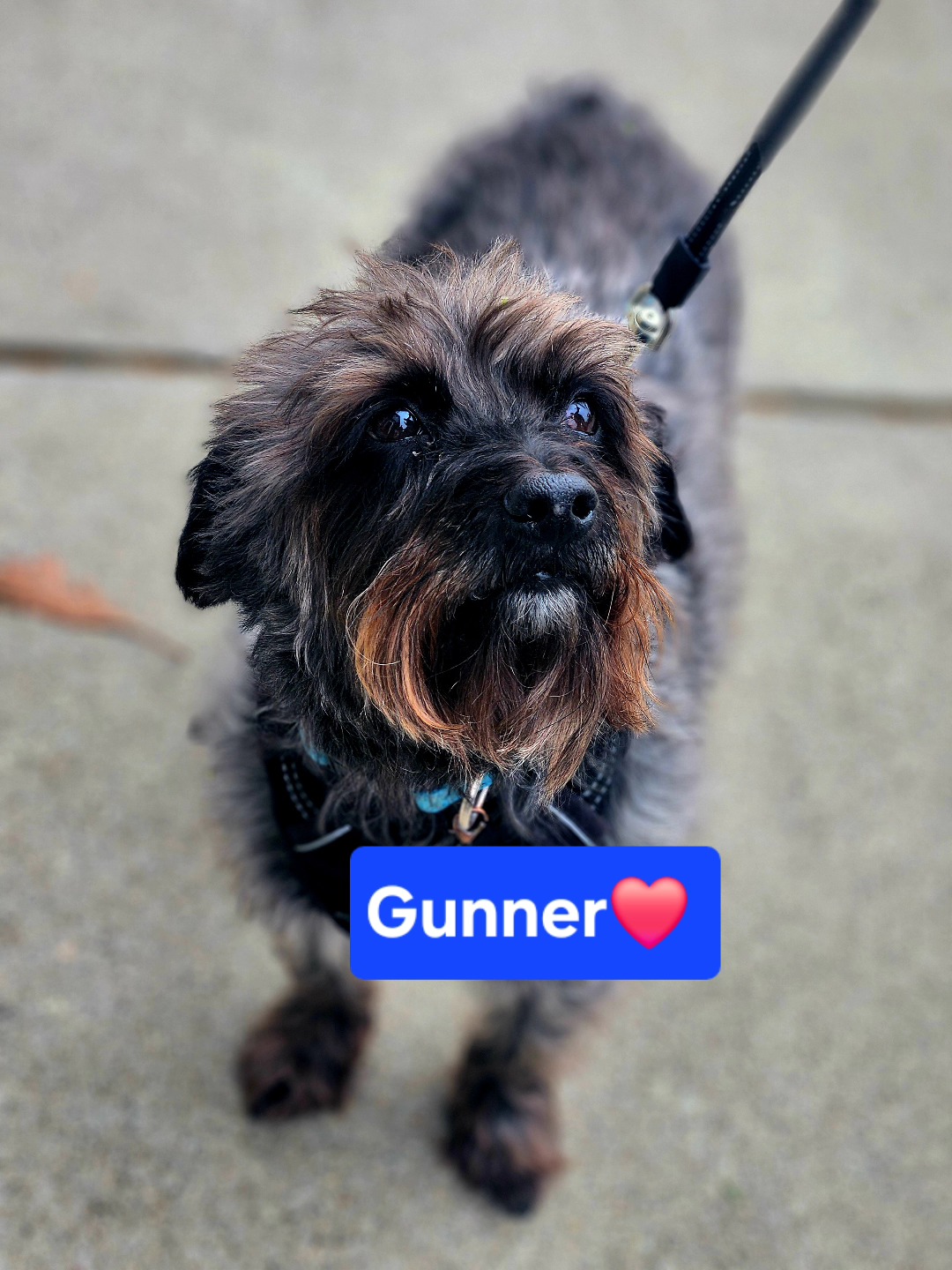 Cayucos Sausage Co Cayucos