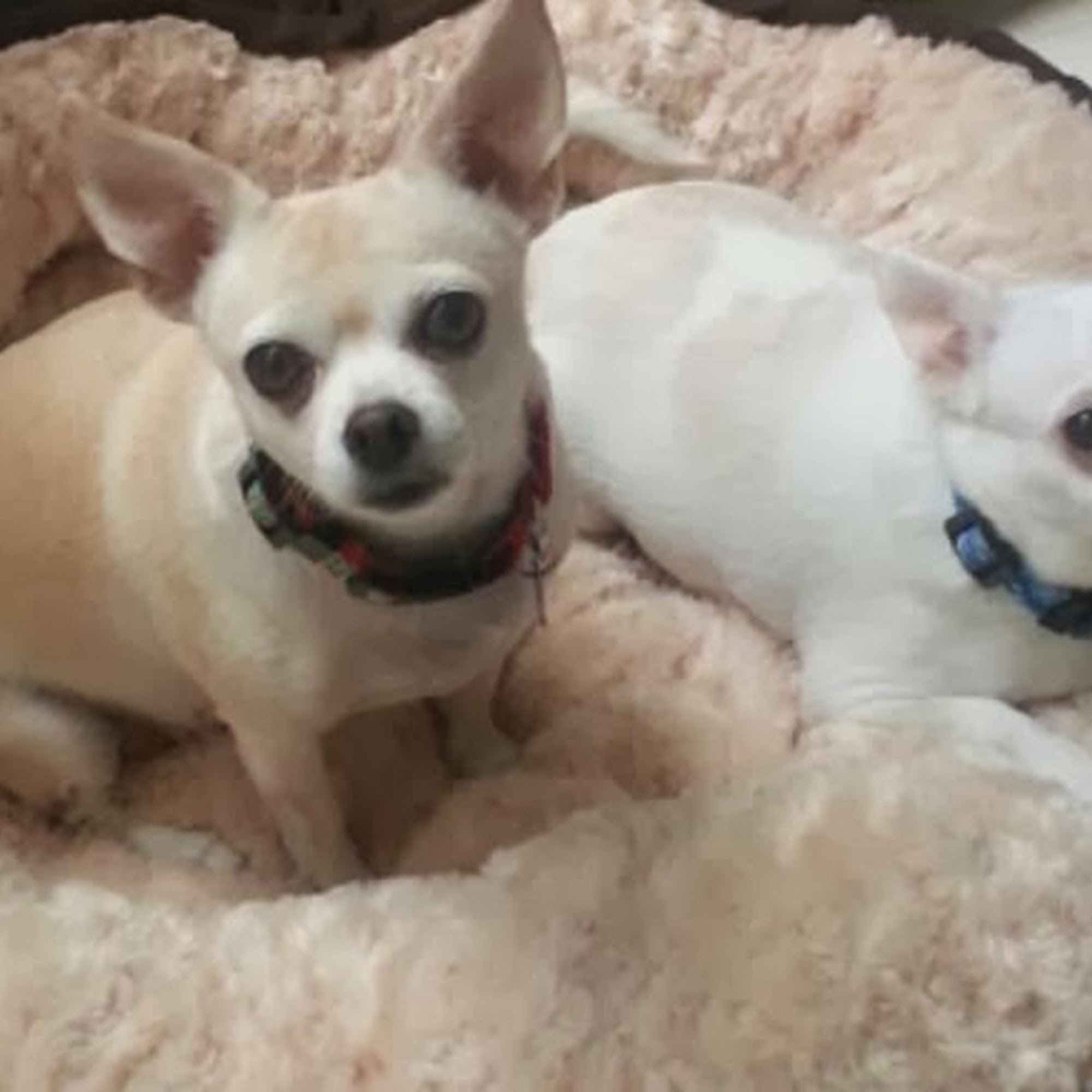 Cozycroft Pet Hospital Chatsworth