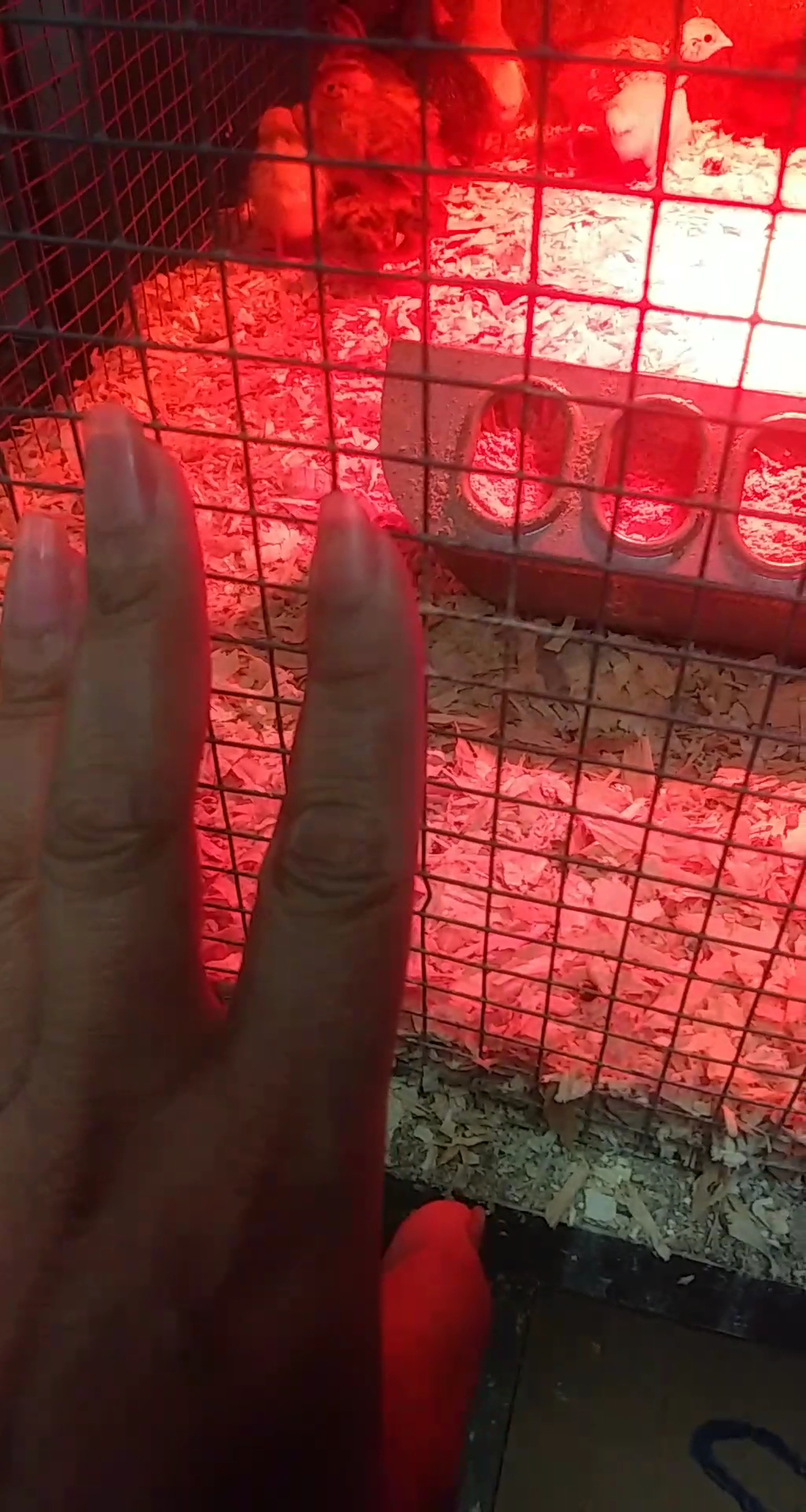 Cherry Valley Feed Cherry Valley