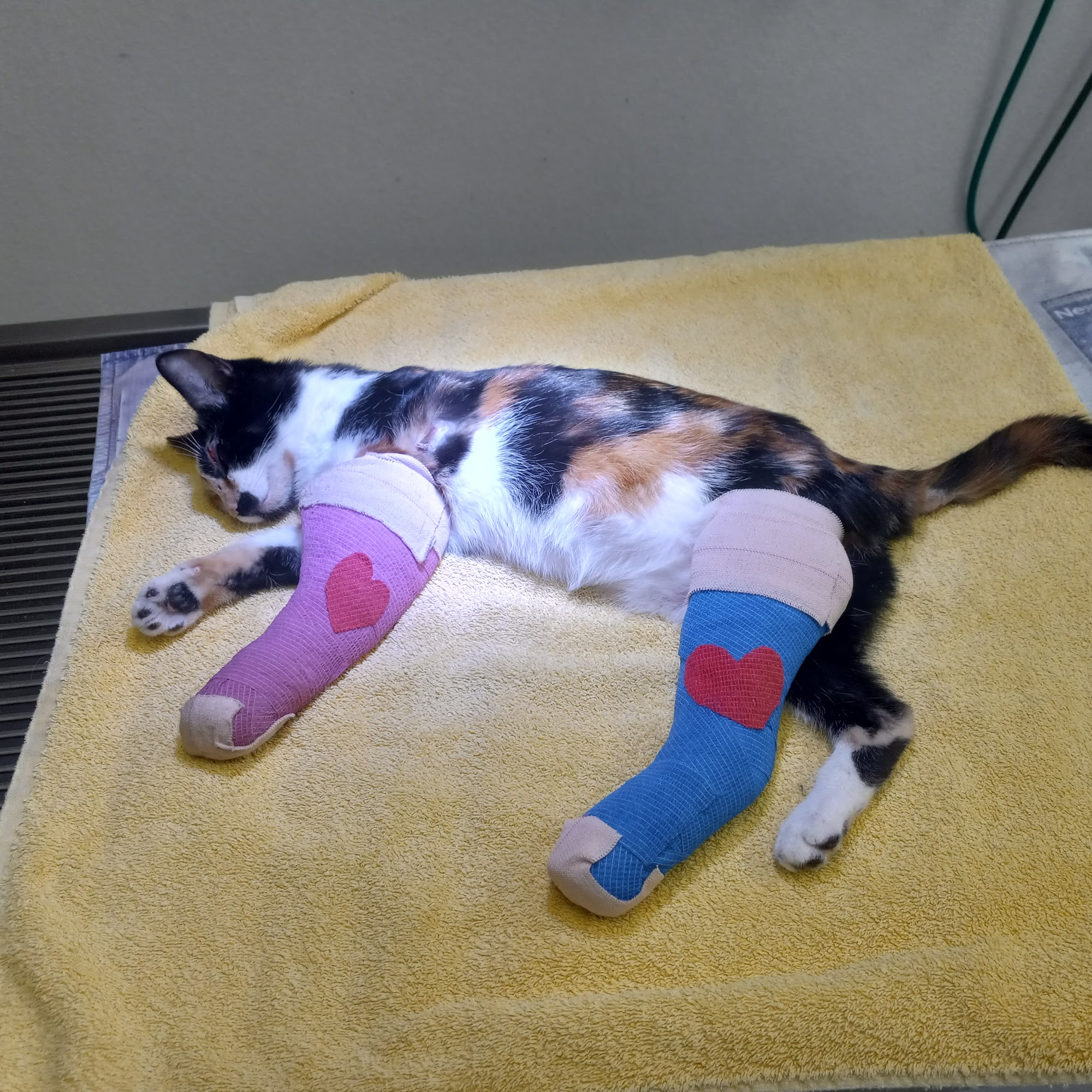 Chester Veterinary Clinc Chester