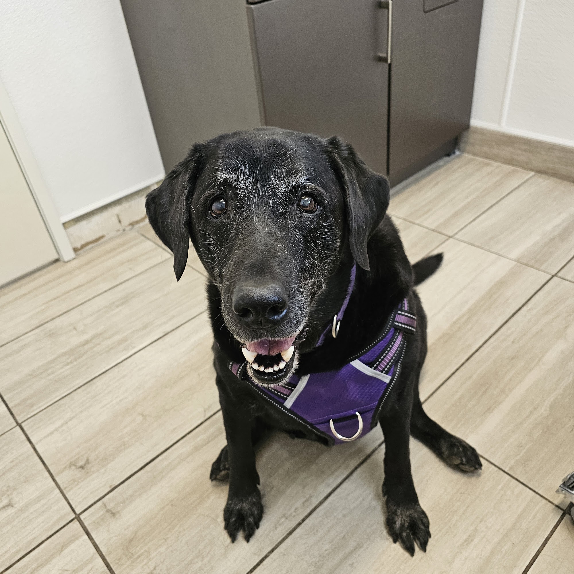 Erickson Veterinary Hospital Chico