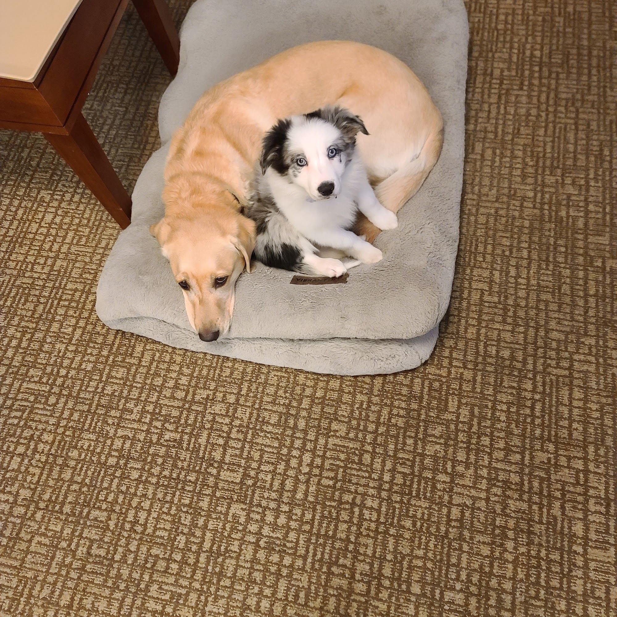 Darling Veterinary Clinic Chico