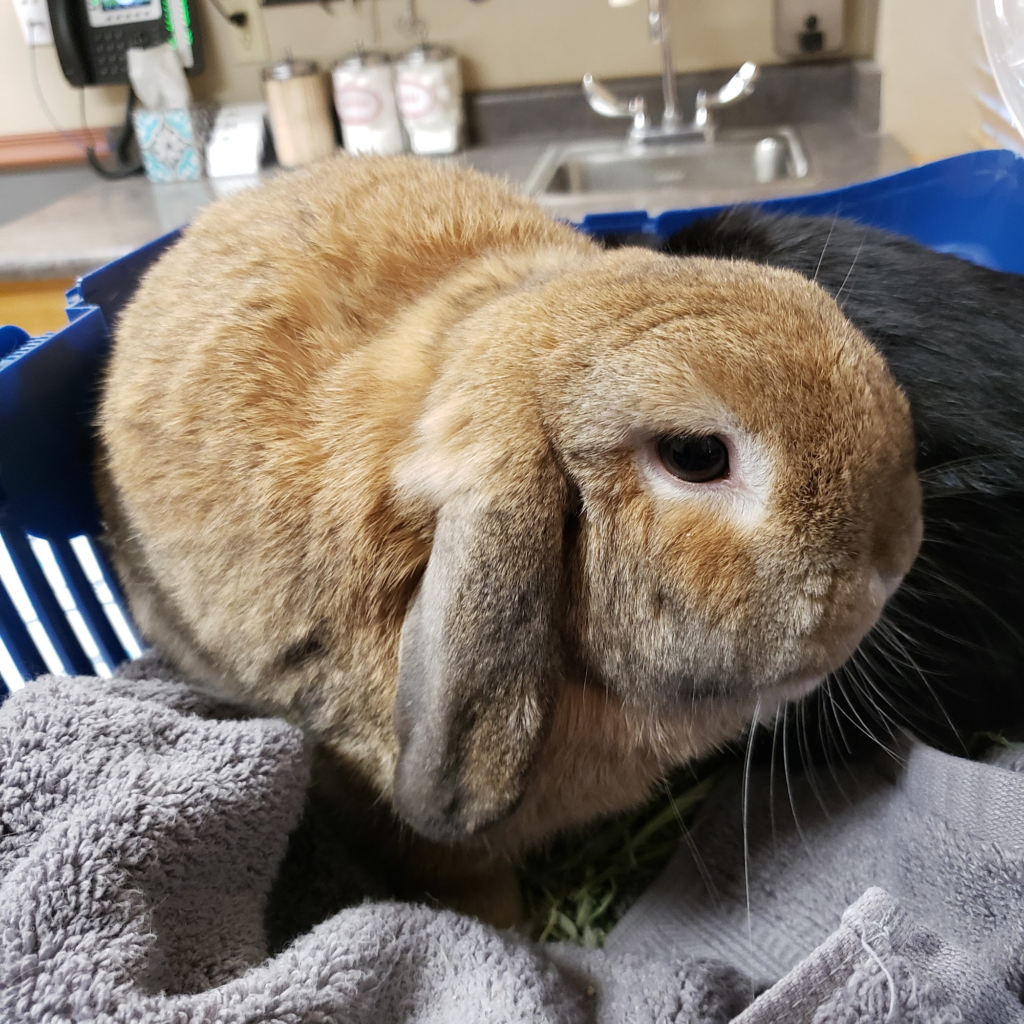 Chico Animal Hospital Chico