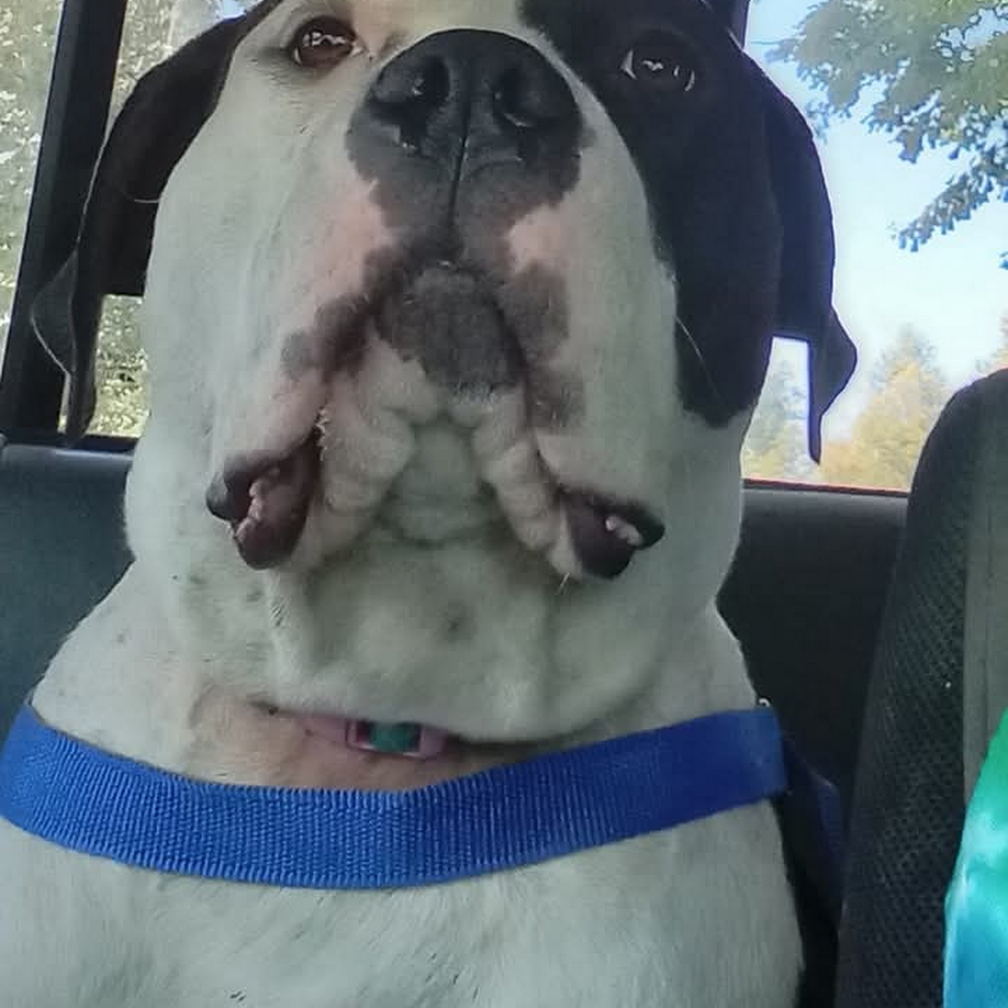 Chico Creek Animal Hospital Chico