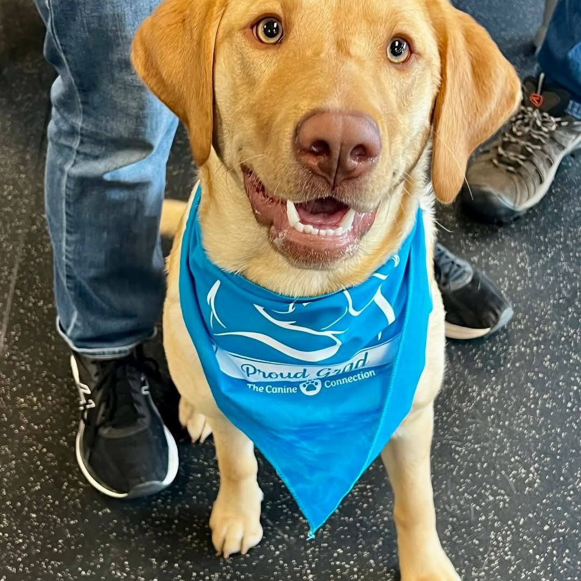 Canine Connection Chico