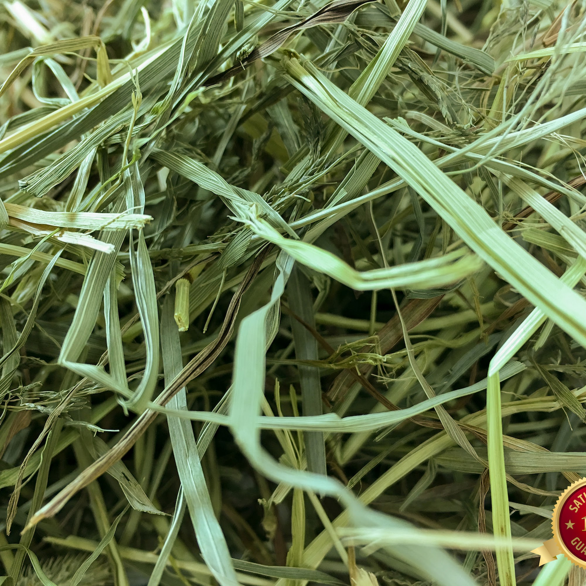 Rabbit Hole Hay Chico