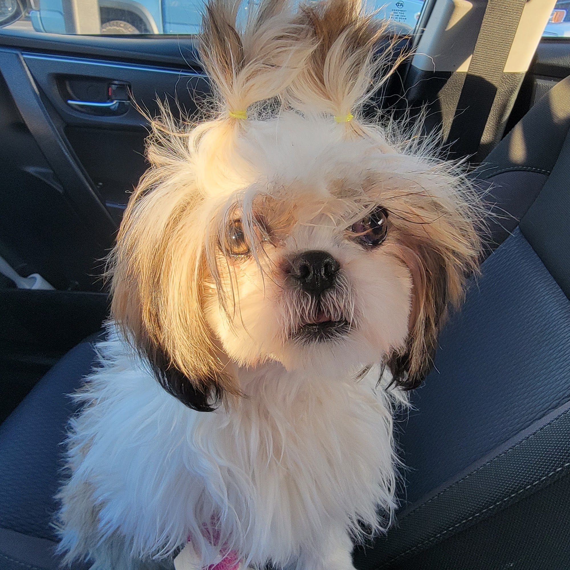 Riverwood Veterinary Hospital Chico