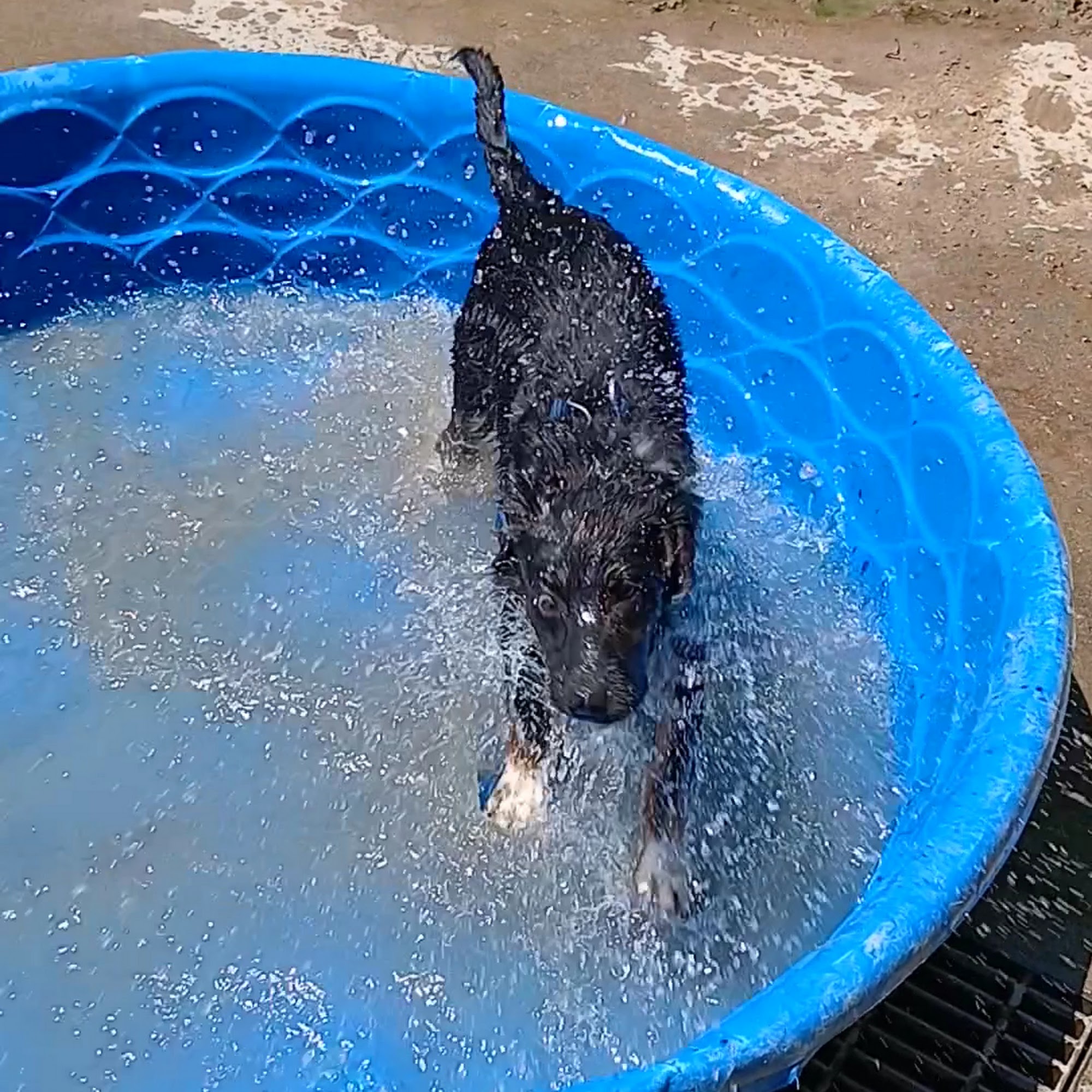 DeGarmo Dog Park Chico