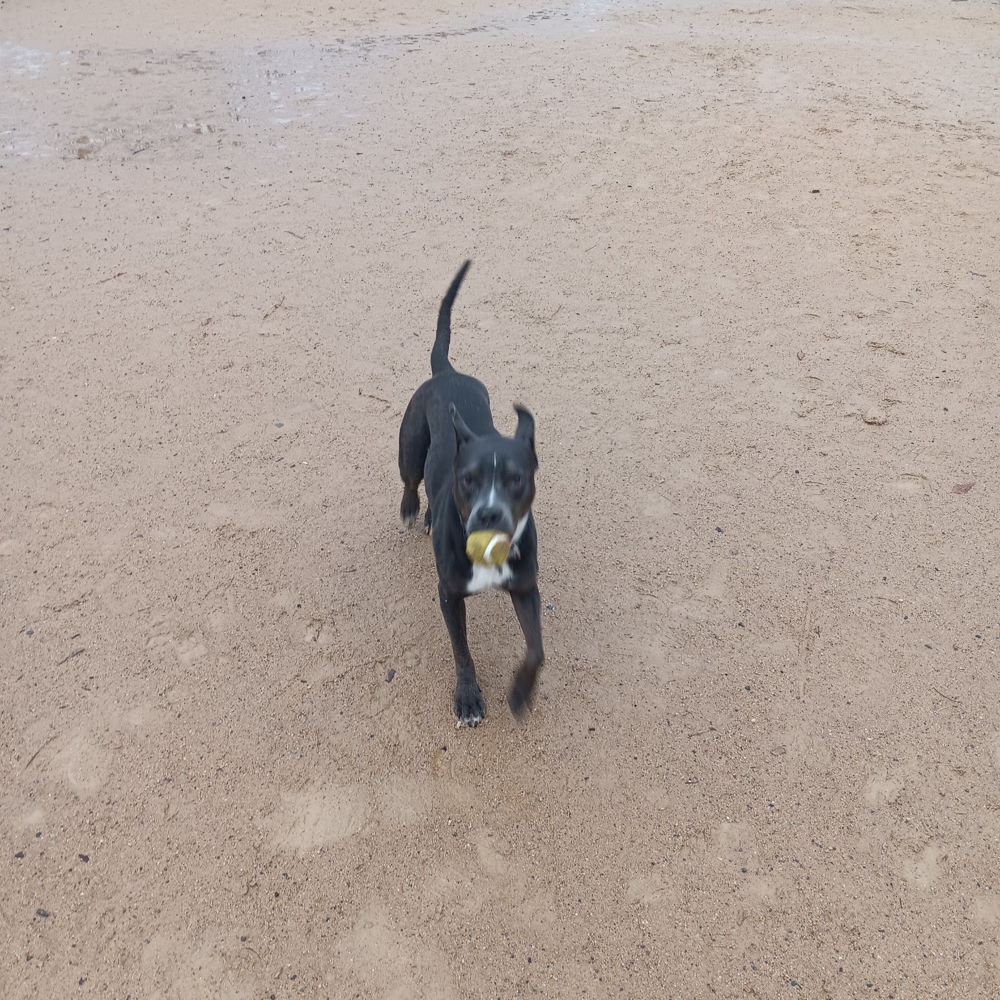 DeGarmo Dog Park Chico