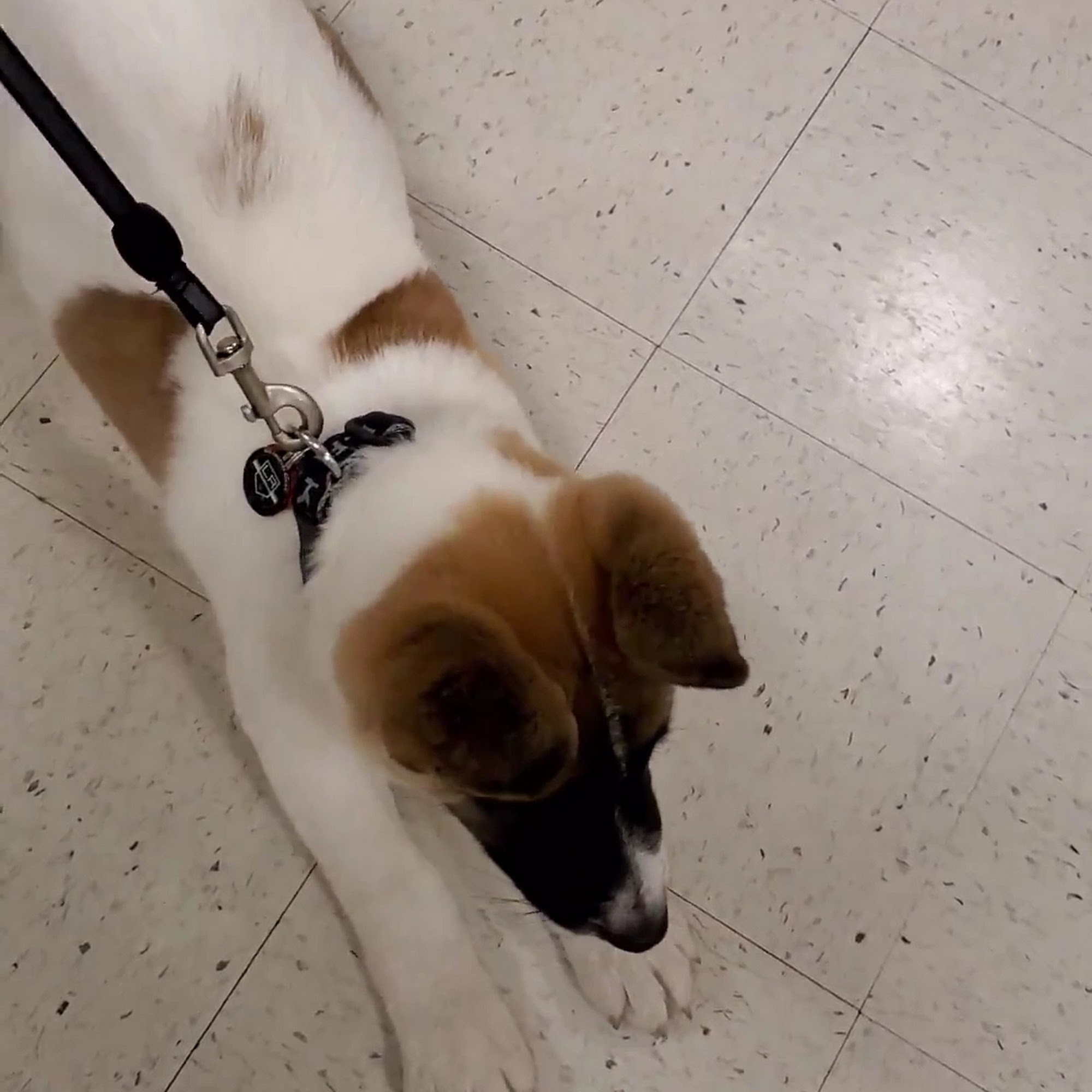 PetSmart Chino Hills