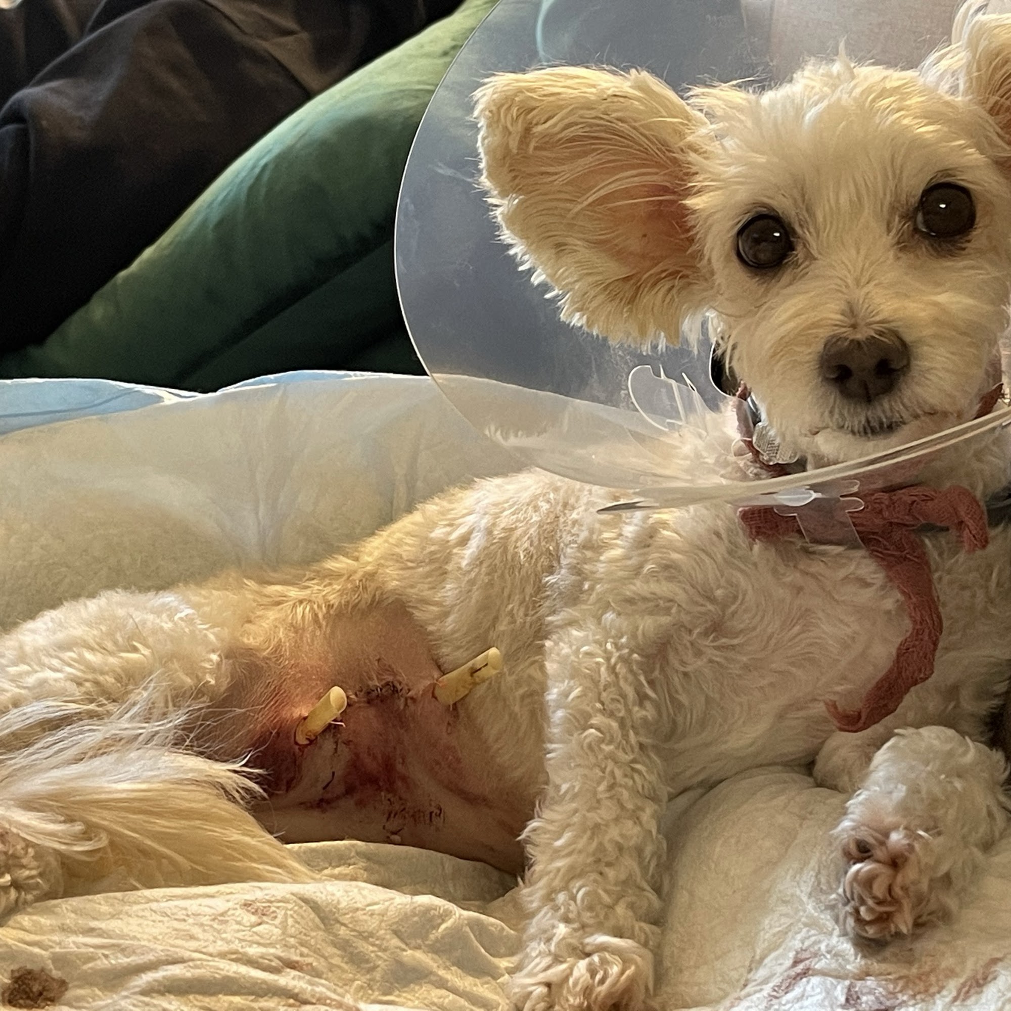 TLC Animal Clinic Chino Hills