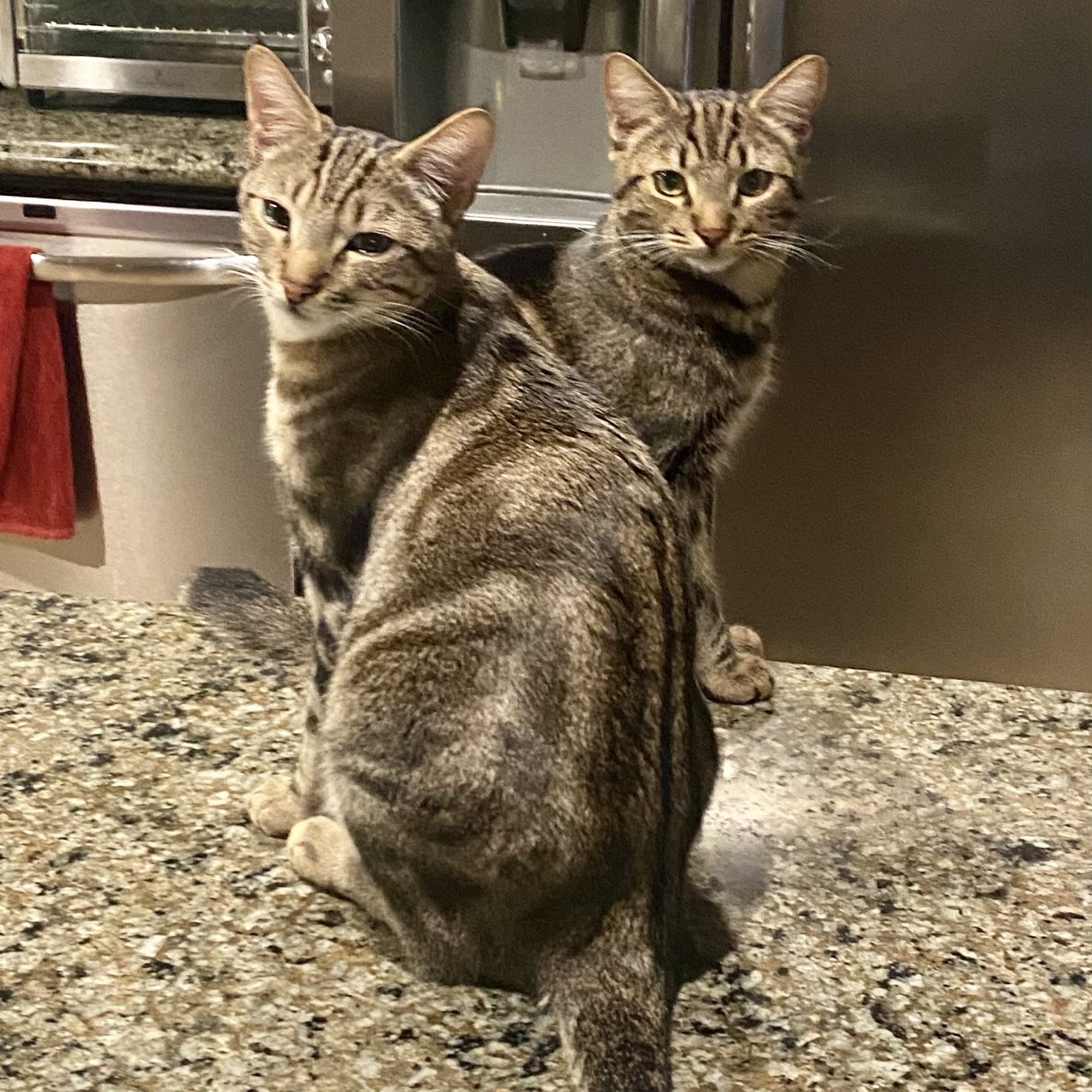 Pets 'N' Vets Animal Hospital Chino Hills