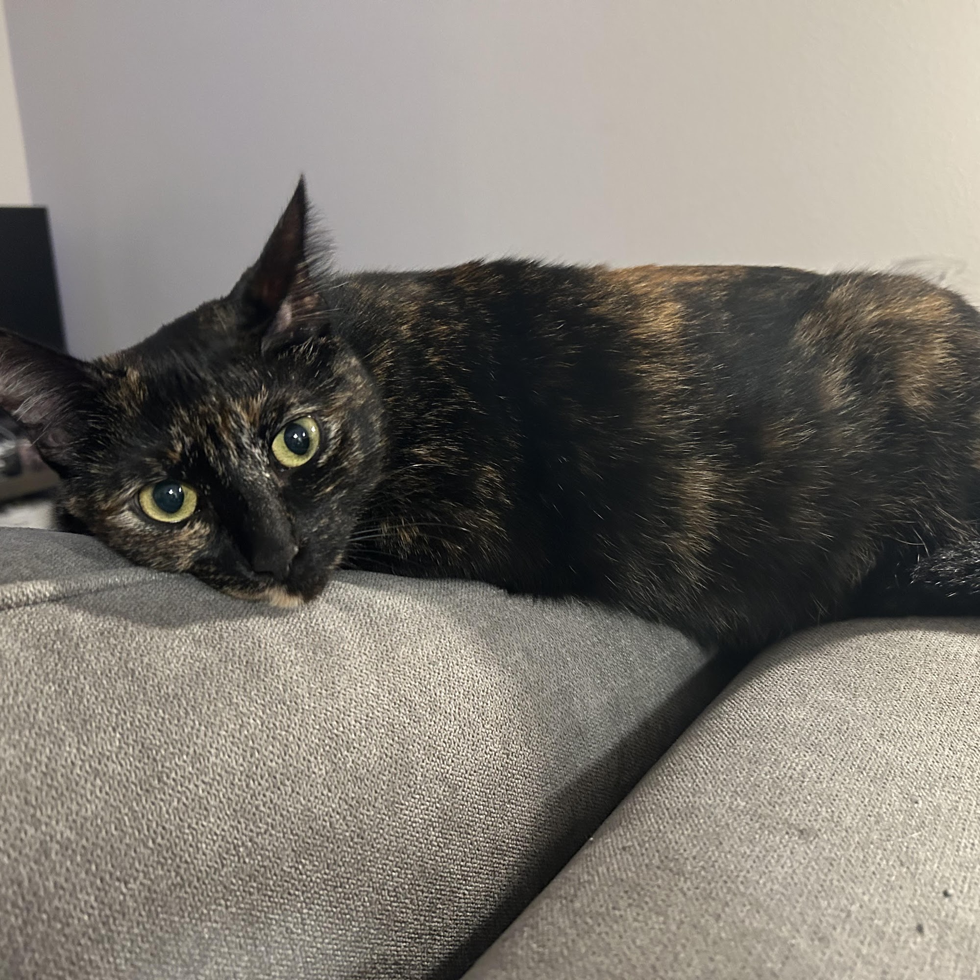 Chino Hills Parkway Pet Hospital Chino Hills