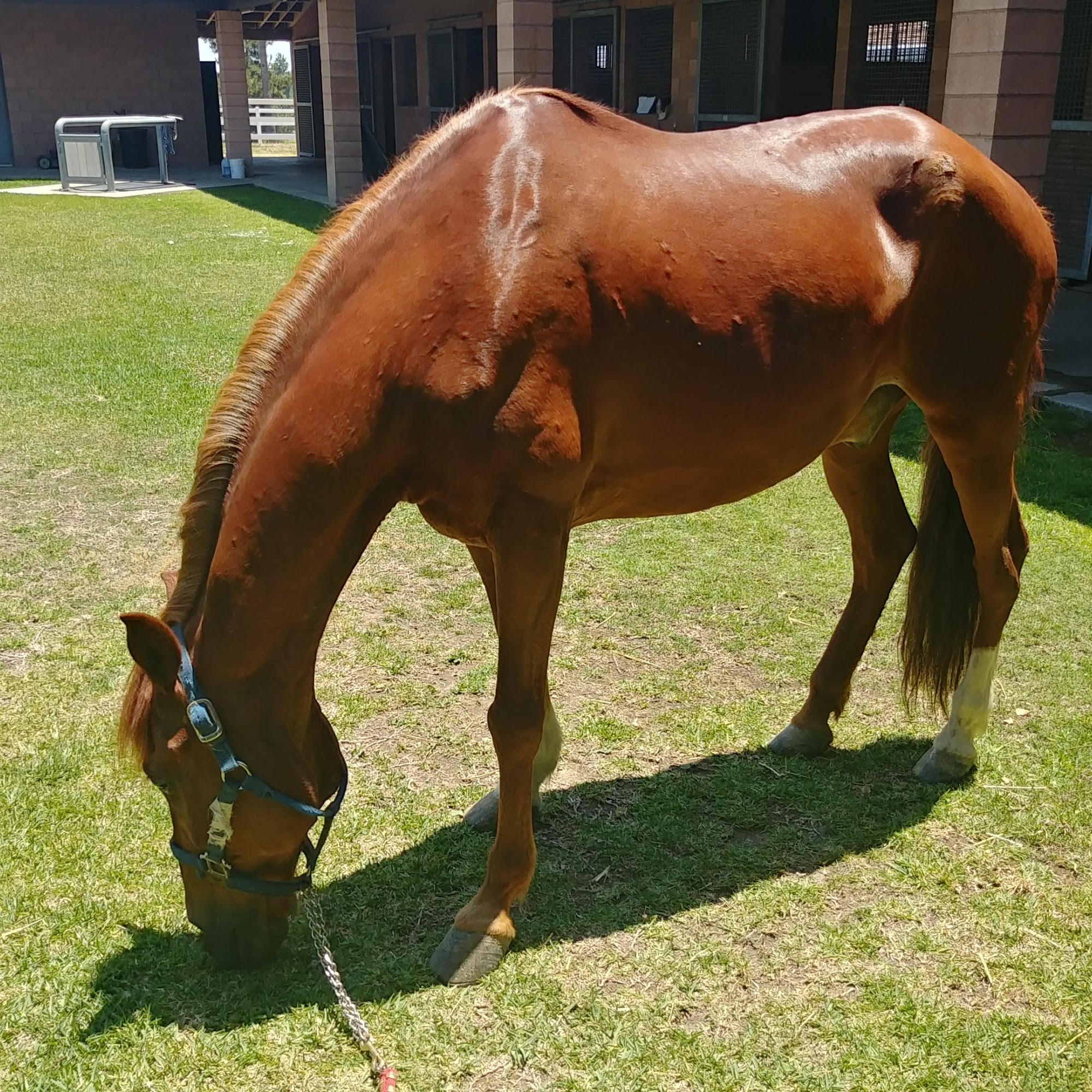 Chino Valley Equine Hospital Chino Hills