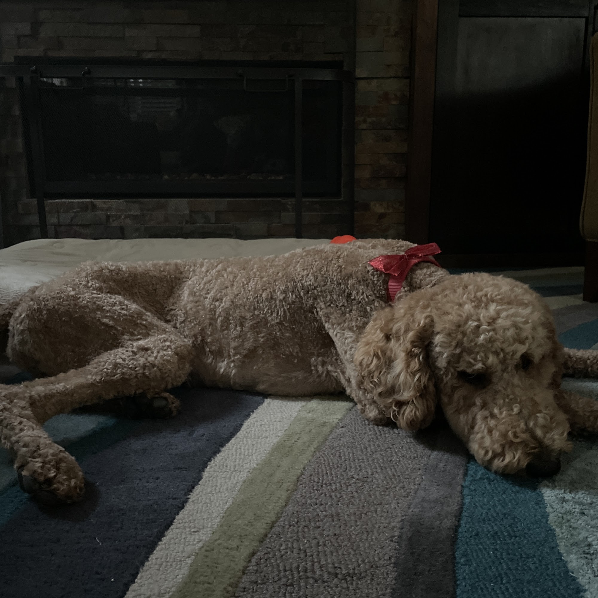 Bella Mia Pet Grooming Chino Hills