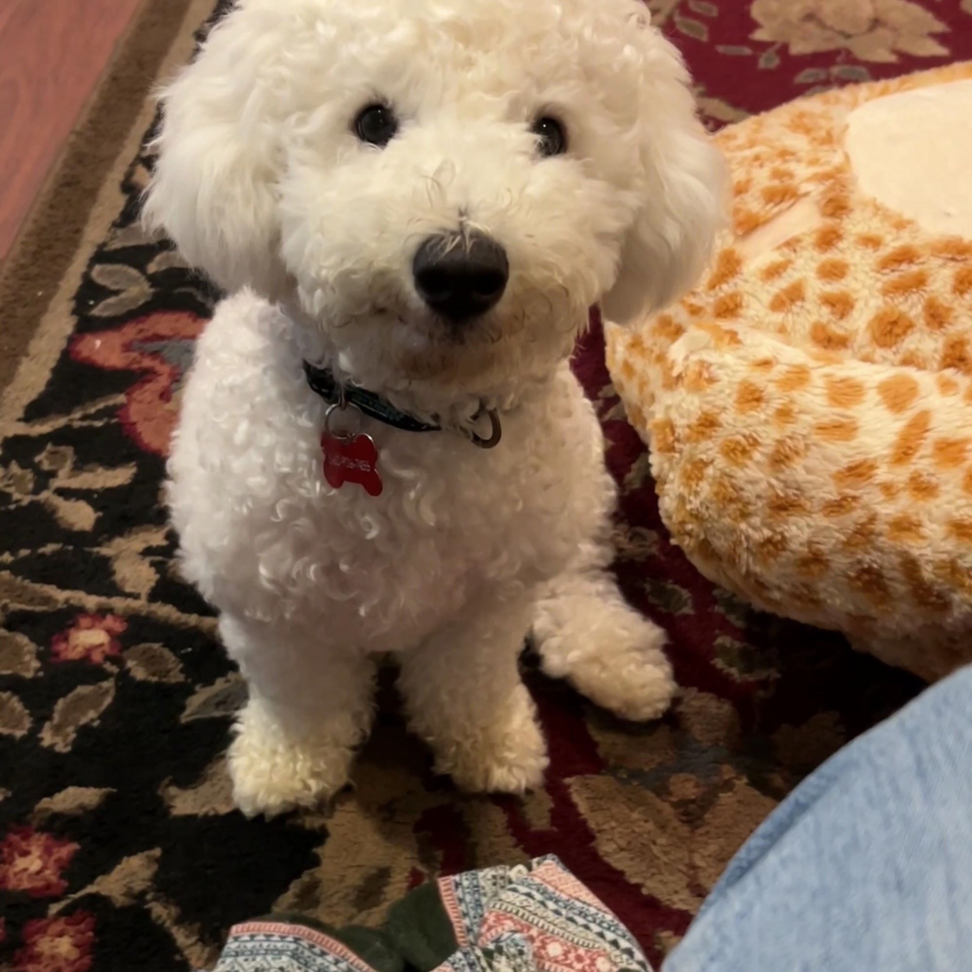 Priceless Pet Rescue - Chino Hills Adoption Center Chino Hills