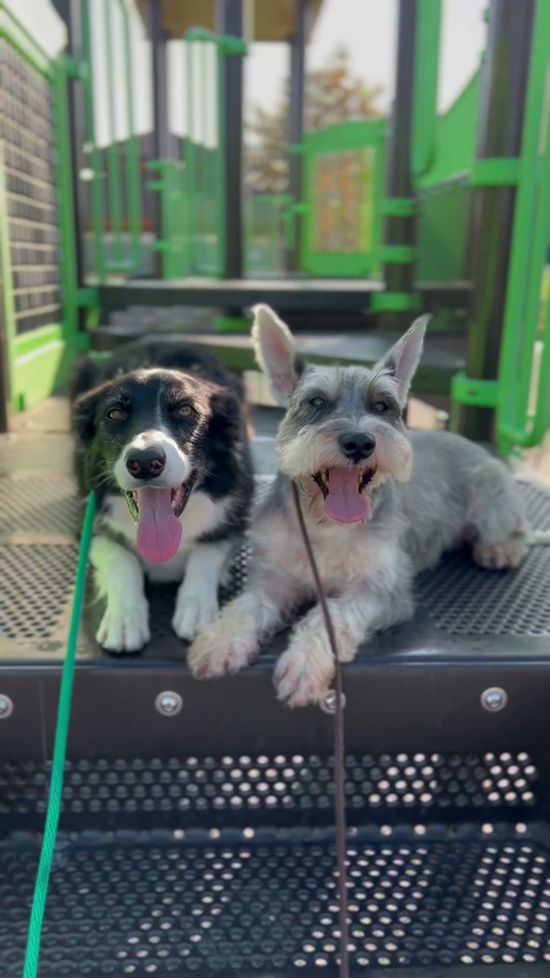 Critical Thinking Dog Services Chino Hills